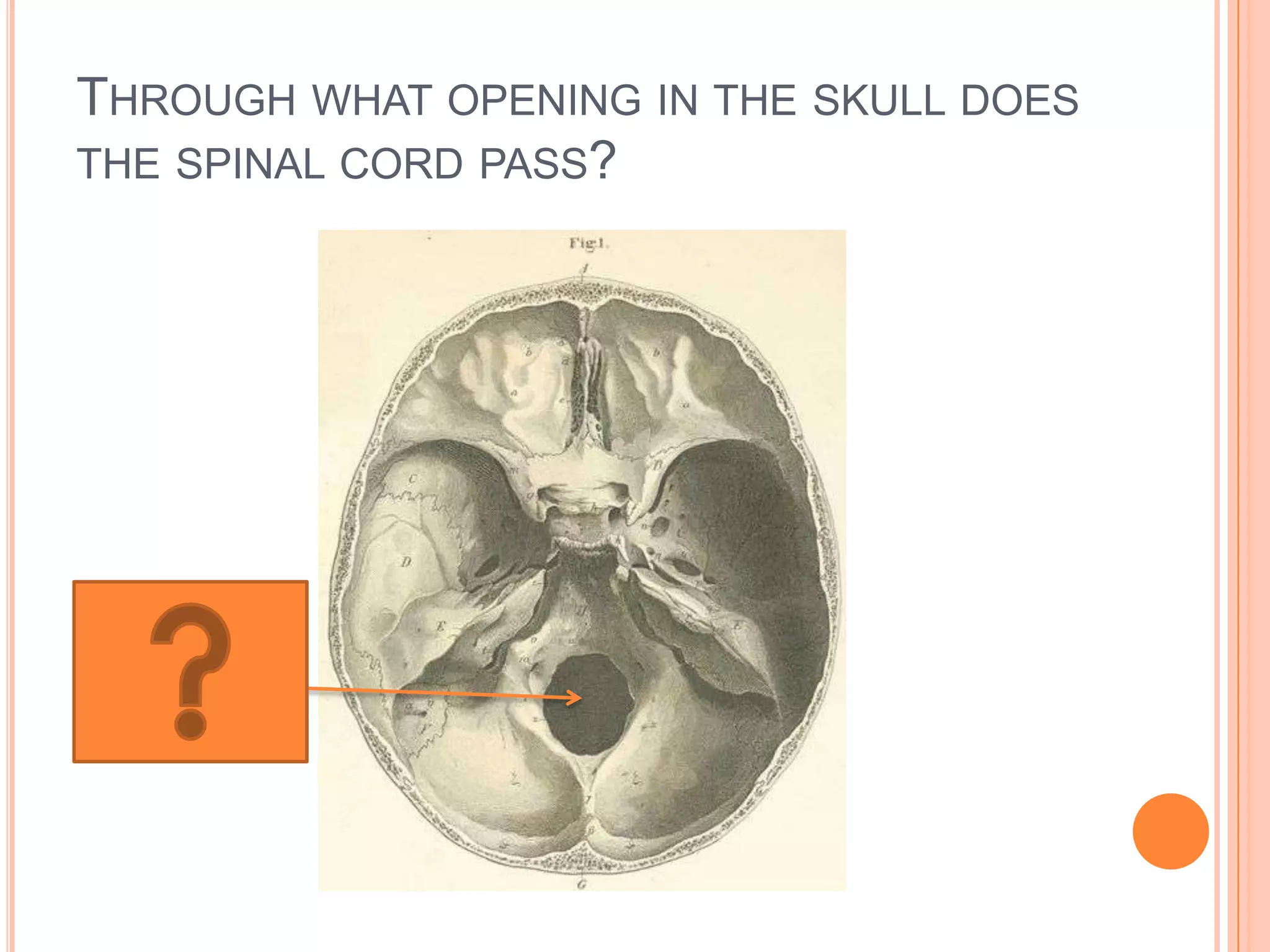 Through what opening in the skull does the spinal cord pass?Foramen magnum