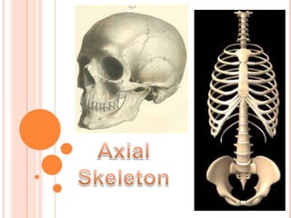 Axial Skeleton 