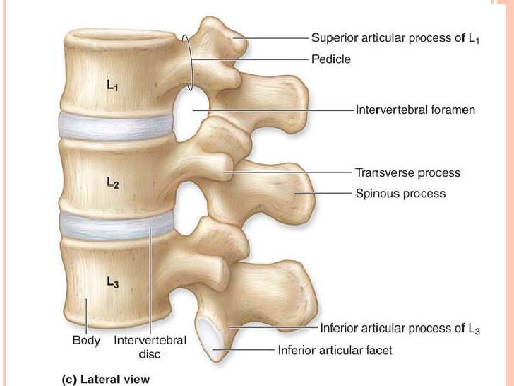 Axial skeleton