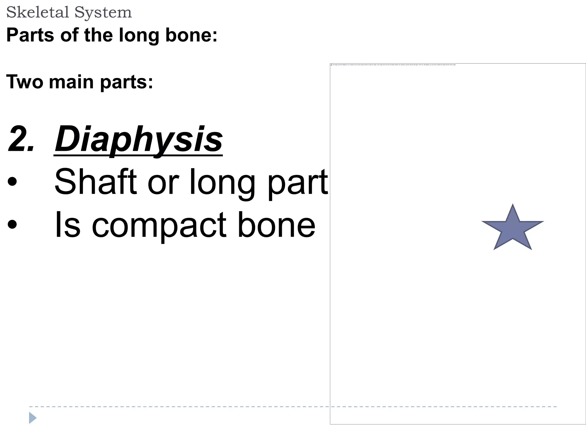 Skeletal System
Parts of the long bone:

Two main parts:


2. Diaphysis
• Shaft or long part
• Is compact bone
 
