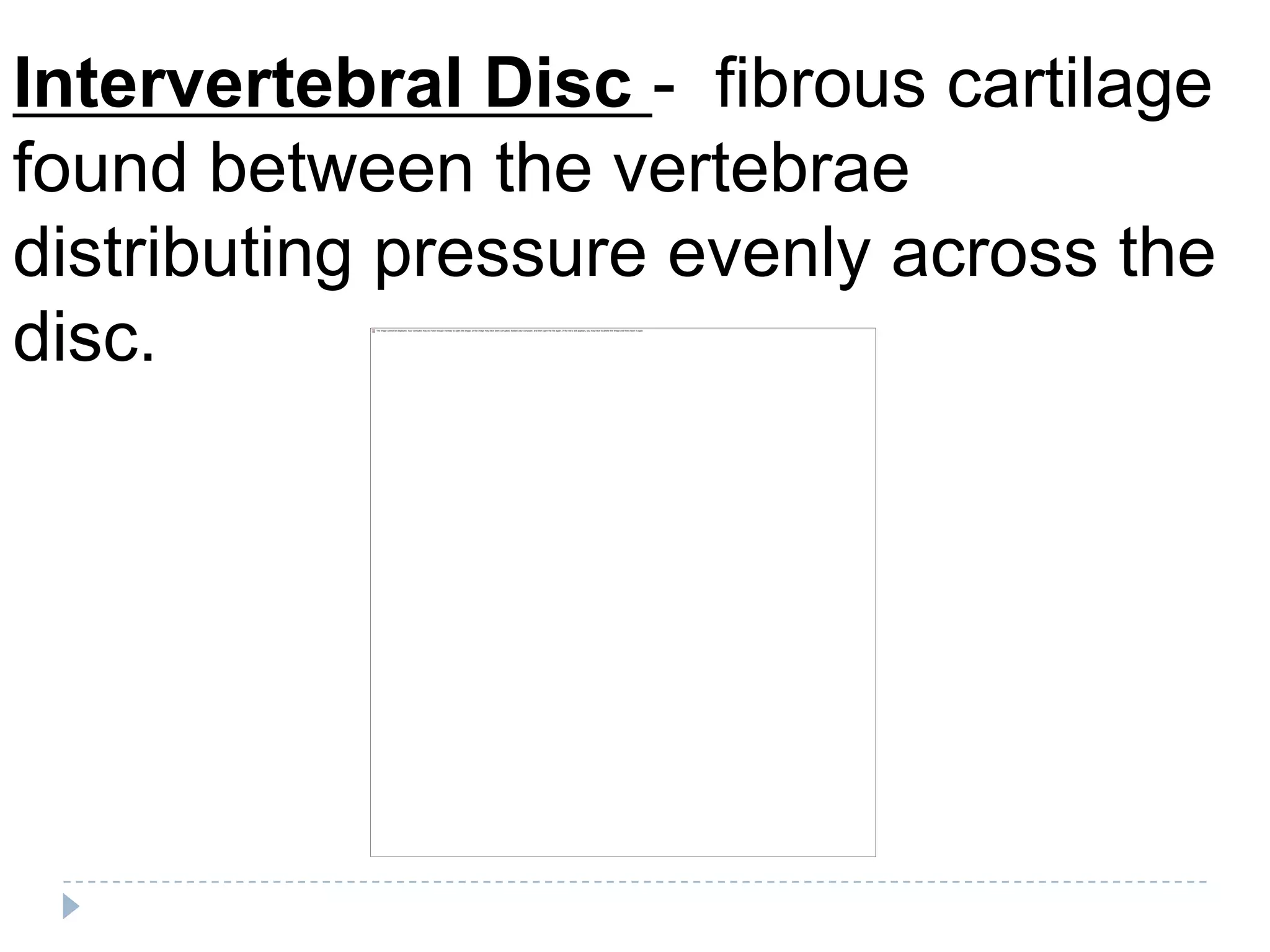 Intervertebral Disc - fibrous cartilage
found between the vertebrae
distributing pressure evenly across the
disc.
 