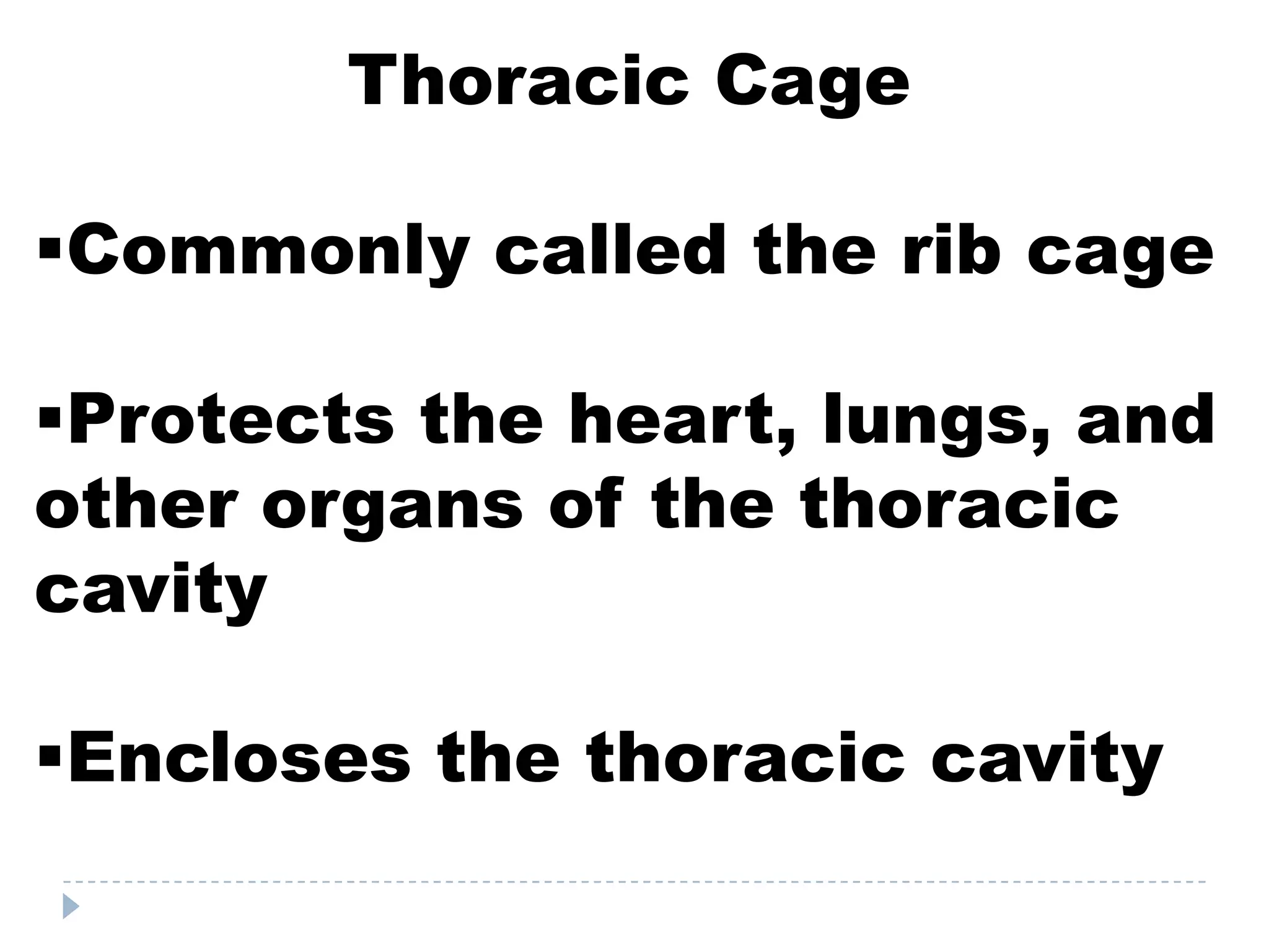 Thoracic Cage

Commonly called the rib cage

Protects the heart, lungs, and
other organs of the thoracic
cavity

Encloses the thoracic cavity
 