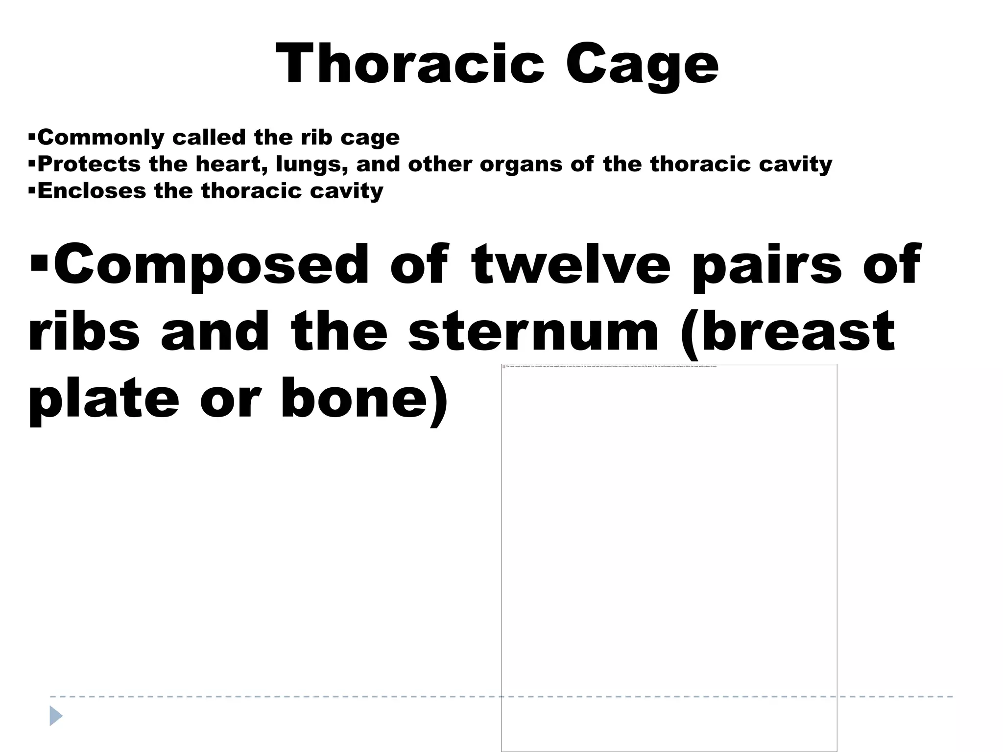 Thoracic Cage
Commonly called the rib cage
Protects the heart, lungs, and other organs of the thoracic cavity
Encloses the thoracic cavity


Composed of twelve pairs of
ribs and the sternum (breast
plate or bone)
 