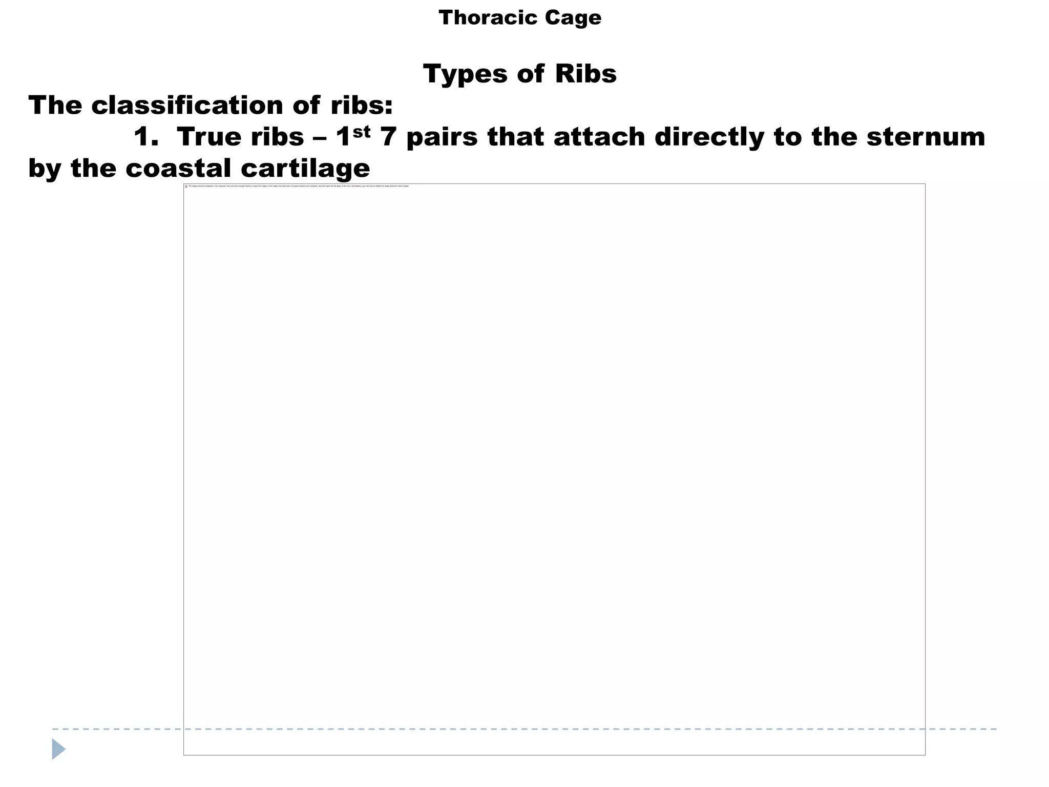Thoracic Cage

                            Types of Ribs
The classification of ribs:
       1. True ribs – 1st 7 pairs that attach directly to the sternum
by the coastal cartilage
 