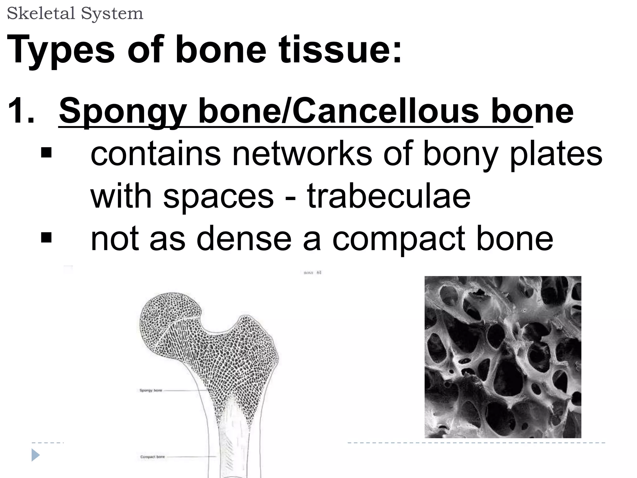 Skeletal System

Types of bone tissue:
1. Spongy bone/Cancellous bone
   contains networks of bony plates
    with spaces - trabeculae
   not as dense a compact bone
 