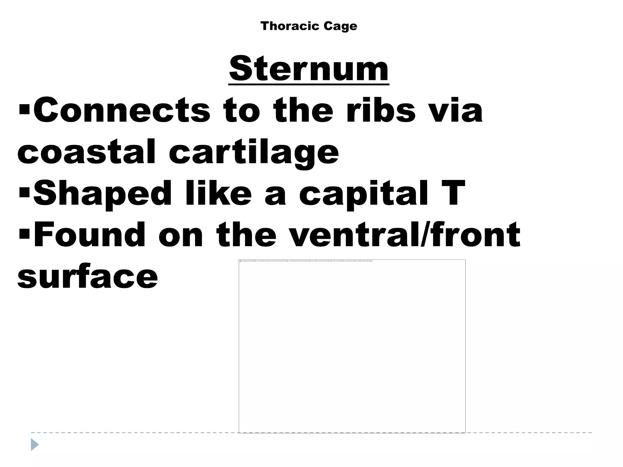 Thoracic Cage



           Sternum
Connects to the ribs via
coastal cartilage
Shaped like a capital T
Found on the ventral/front
surface
 