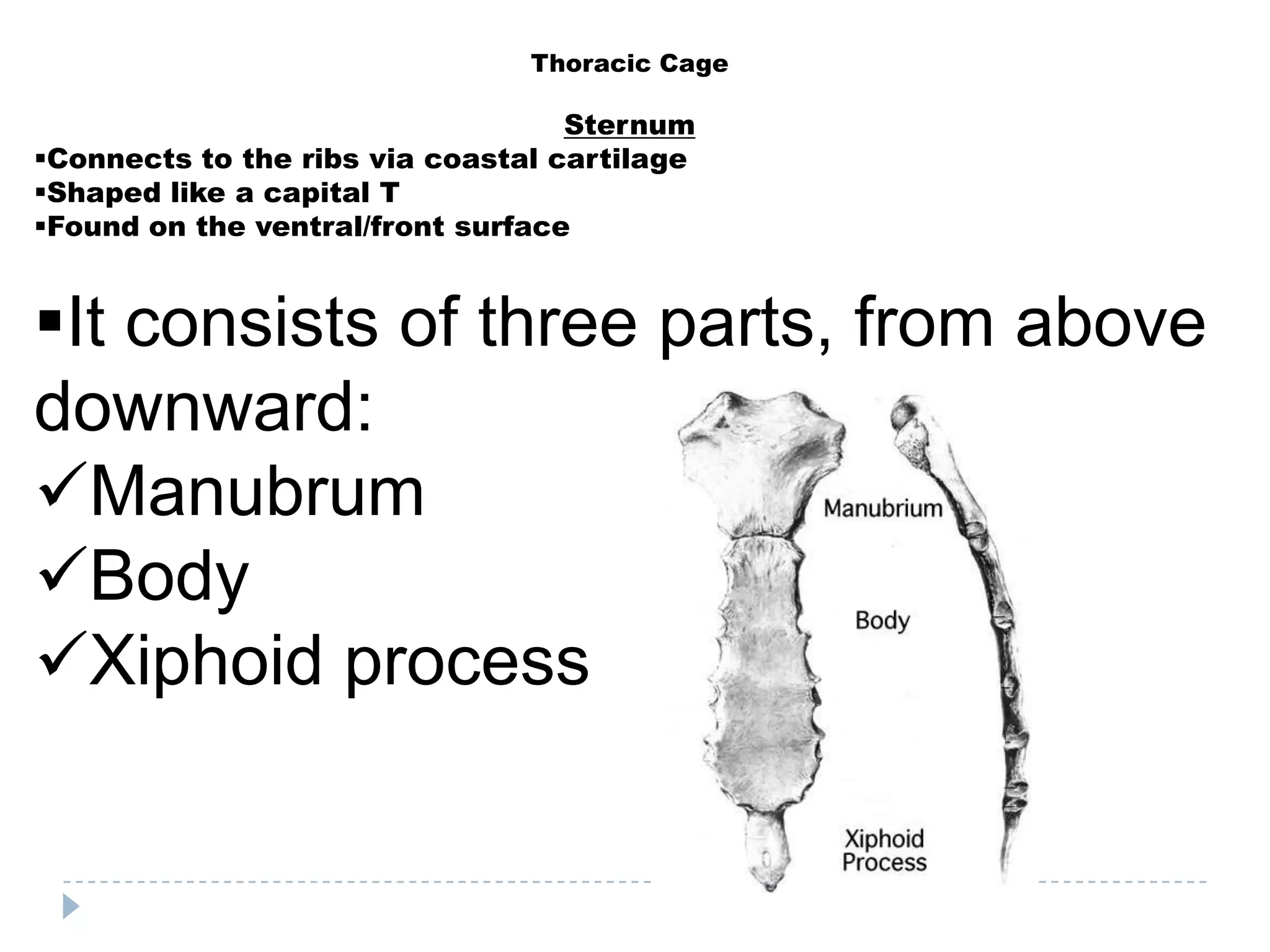 Thoracic Cage

                                   Sternum
Connects to the ribs via coastal cartilage
Shaped like a capital T
Found on the ventral/front surface


It consists of three parts, from above
downward:
Manubrum
Body
Xiphoid process
 