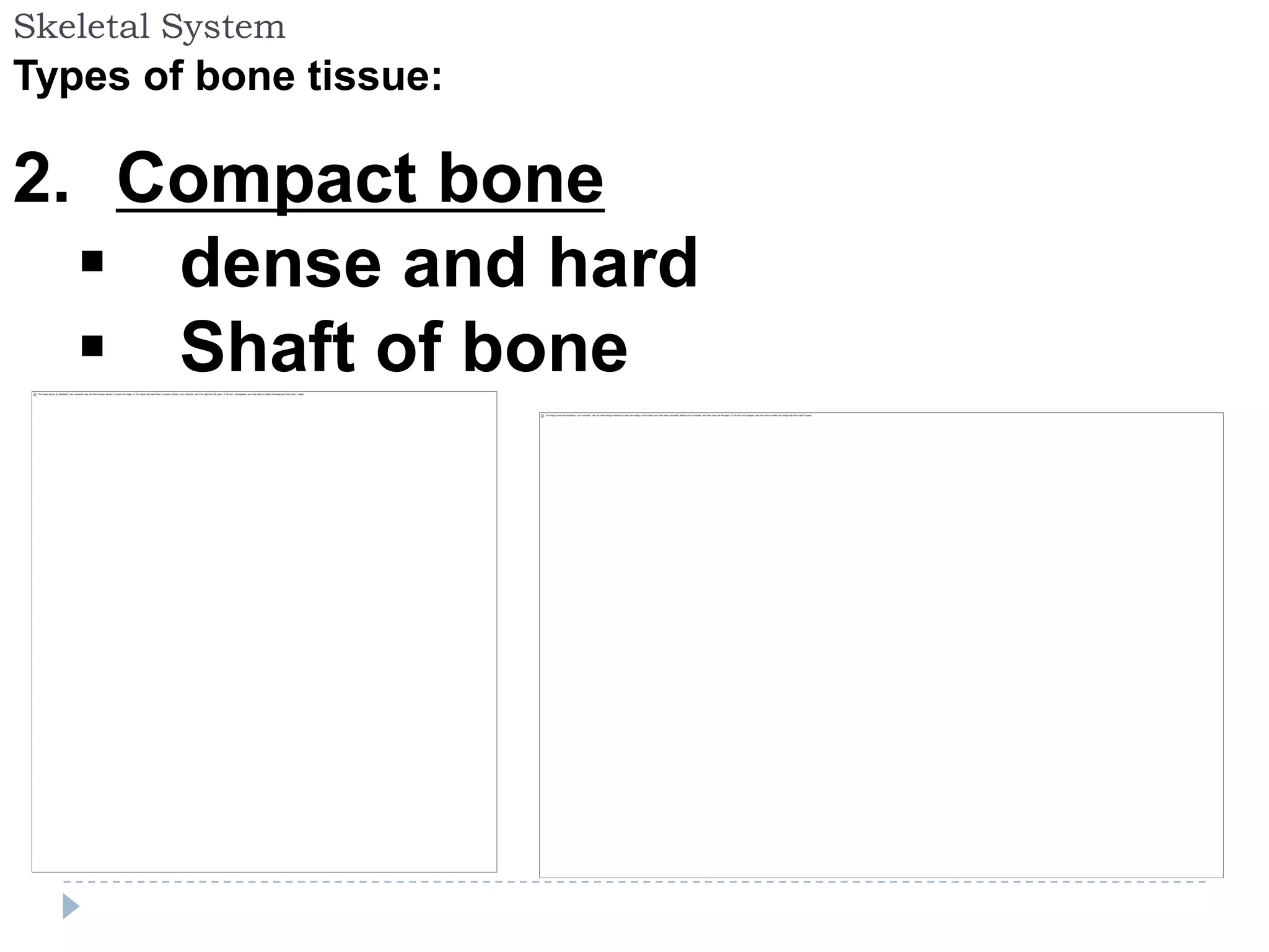 Skeletal System
Types of bone tissue:

2. Compact bone
   dense and hard
   Shaft of bone
 