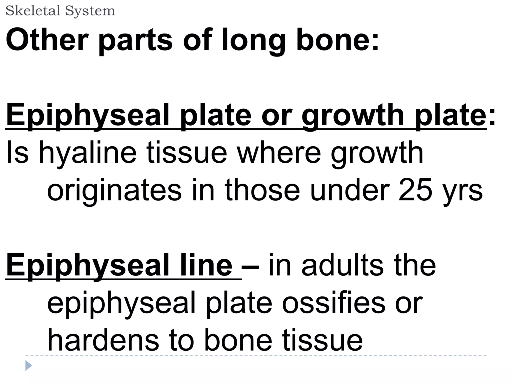 Skeletal System

Other parts of long bone:

Epiphyseal plate or growth plate:
Is hyaline tissue where growth
   originates in those under 25 yrs

Epiphyseal line – in adults the
  epiphyseal plate ossifies or
  hardens to bone tissue
 