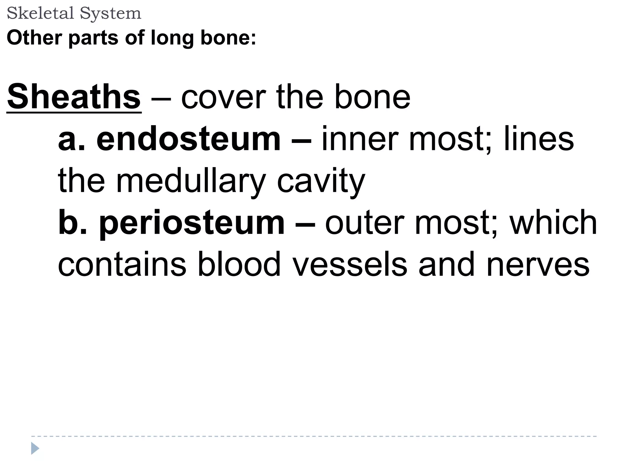 Skeletal System
Other parts of long bone:


Sheaths – cover the bone
  a. endosteum – inner most; lines
  the medullary cavity
  b. periosteum – outer most; which
  contains blood vessels and nerves
 