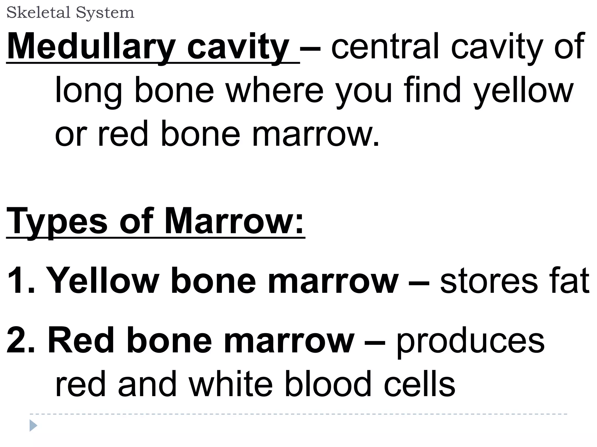 Skeletal System

Medullary cavity – central cavity of
  long bone where you find yellow
  or red bone marrow.

Types of Marrow:
1. Yellow bone marrow – stores fat
2. Red bone marrow – produces
   red and white blood cells
 
