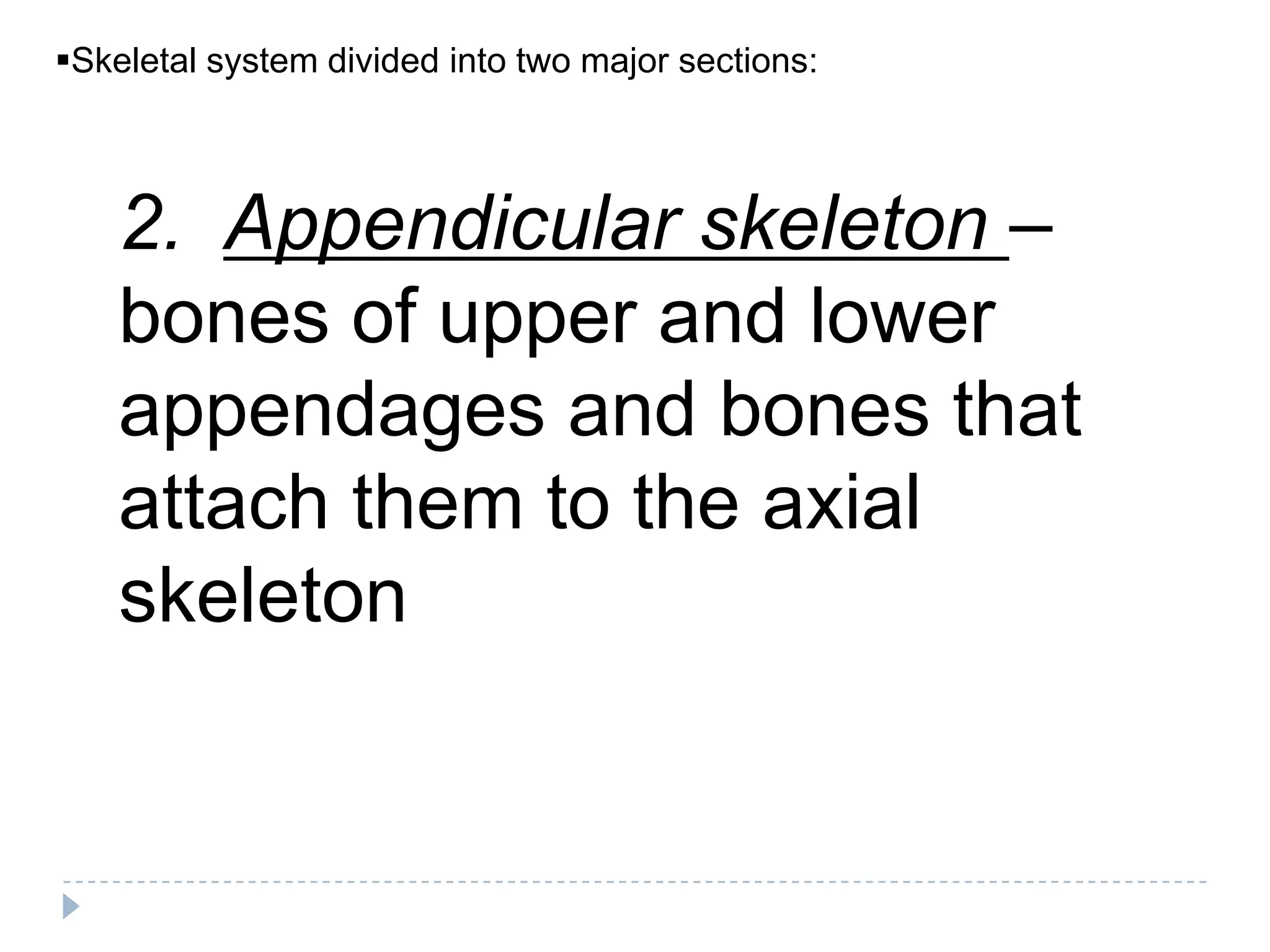 Skeletal system divided into two major sections:




    2. Appendicular skeleton –
    bones of upper and lower
    appendages and bones that
    attach them to the axial
    skeleton
 