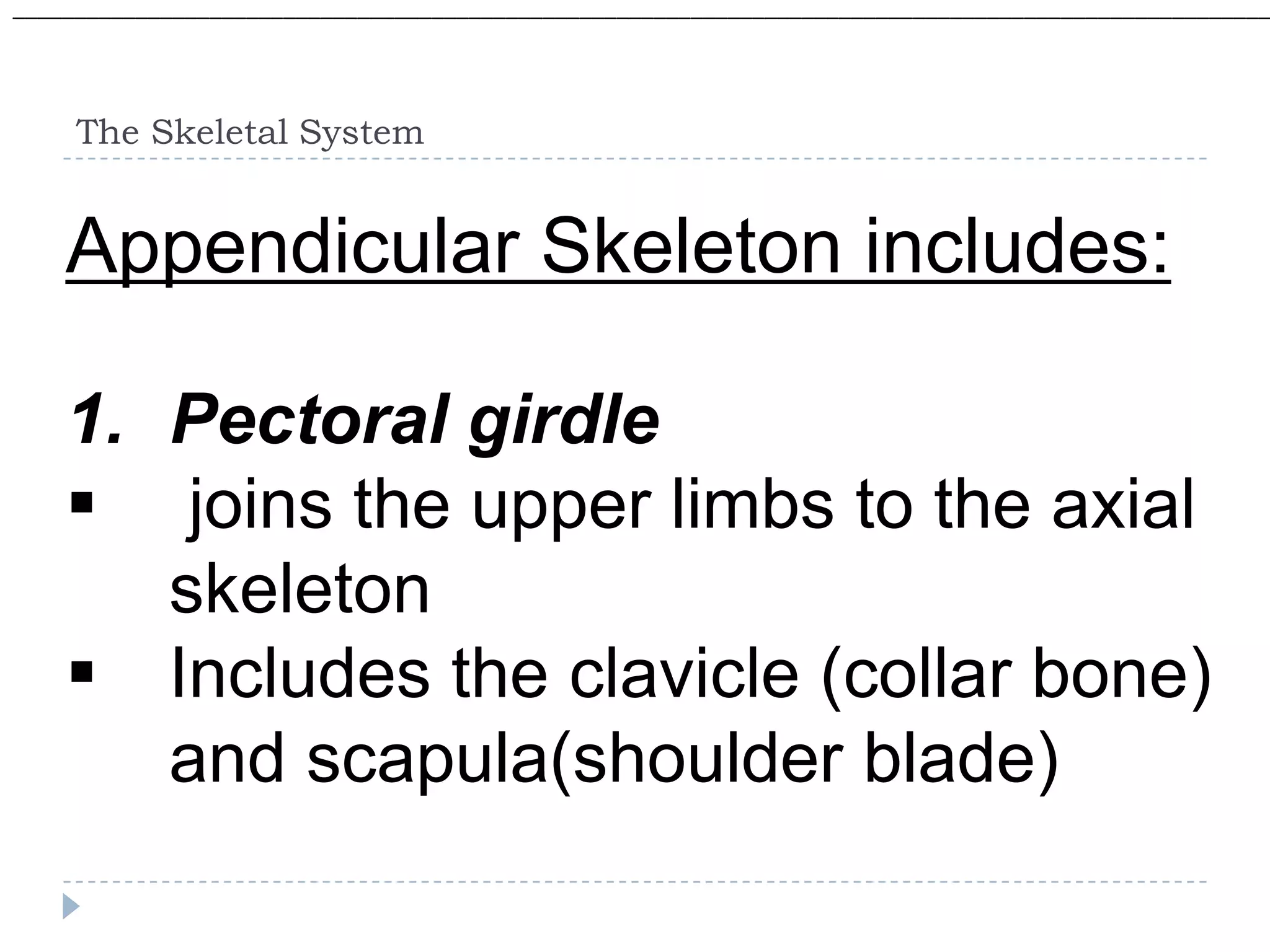 ______________________________________________________________________________________________________




     The Skeletal System


    Appendicular Skeleton includes:

    1. Pectoral girdle
     joins the upper limbs to the axial
       skeleton
     Includes the clavicle (collar bone)
       and scapula(shoulder blade)
 