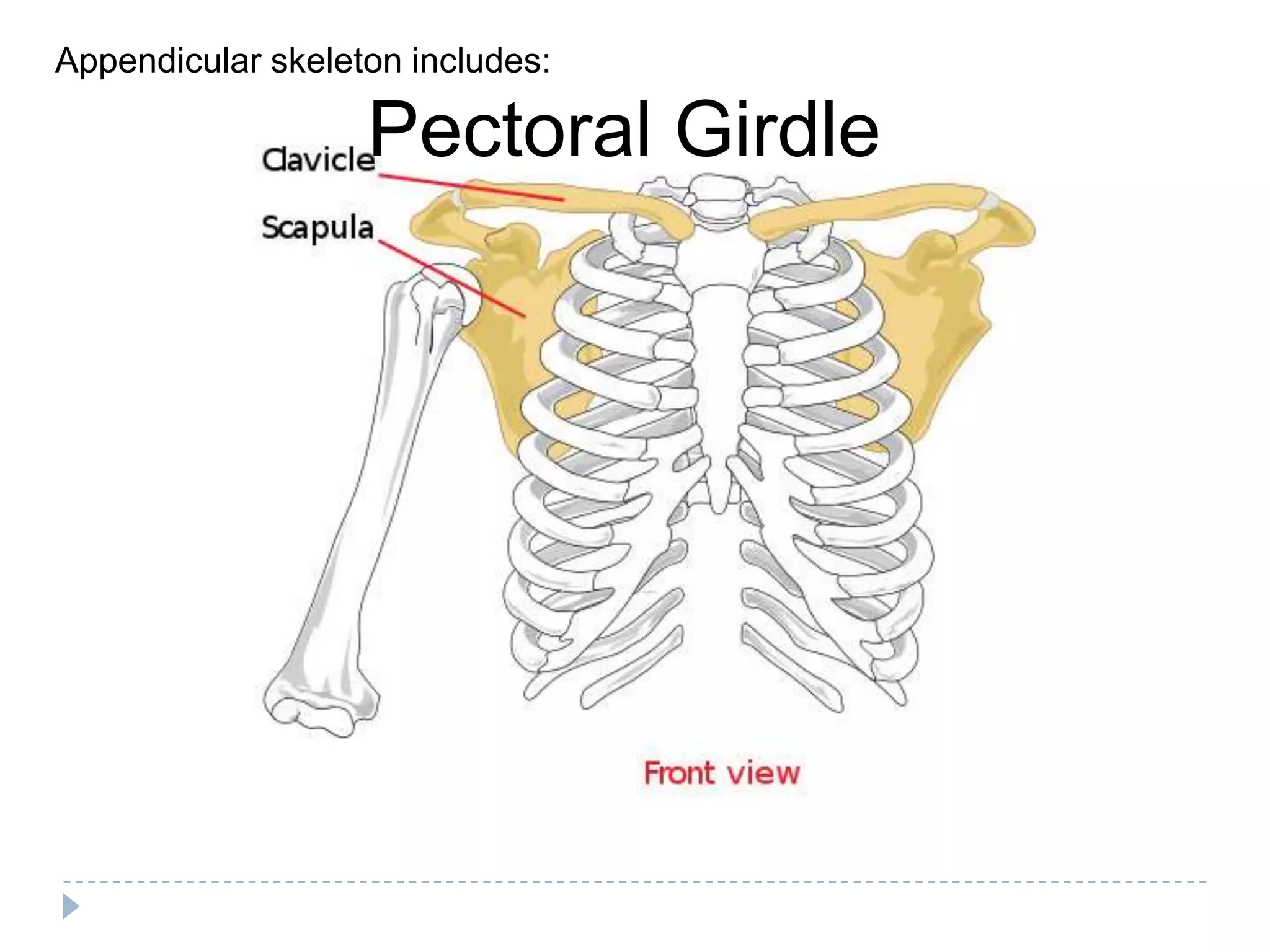 Appendicular skeleton includes:

                   Pectoral Girdle
 