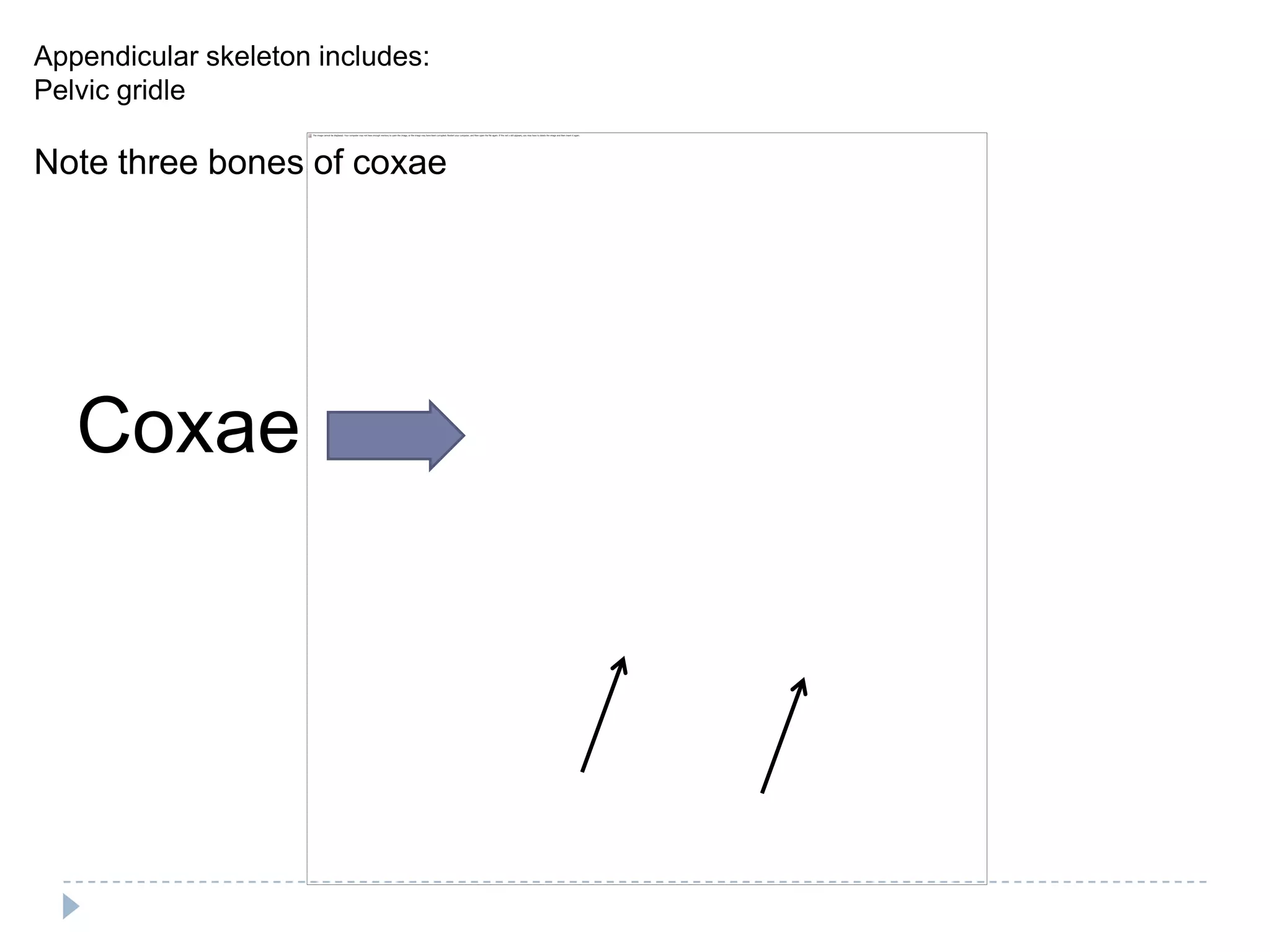 Appendicular skeleton includes:
Pelvic gridle

Note three bones of coxae




   Coxae
 