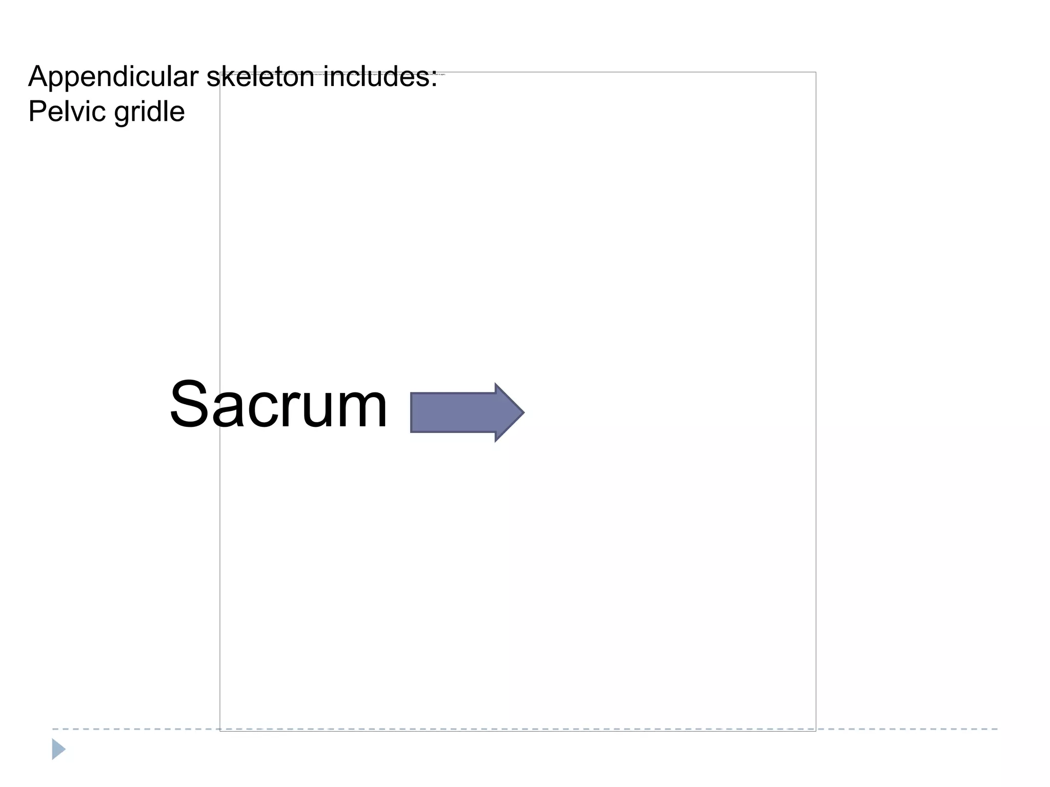 Appendicular skeleton includes:
Pelvic gridle




          Sacrum
 