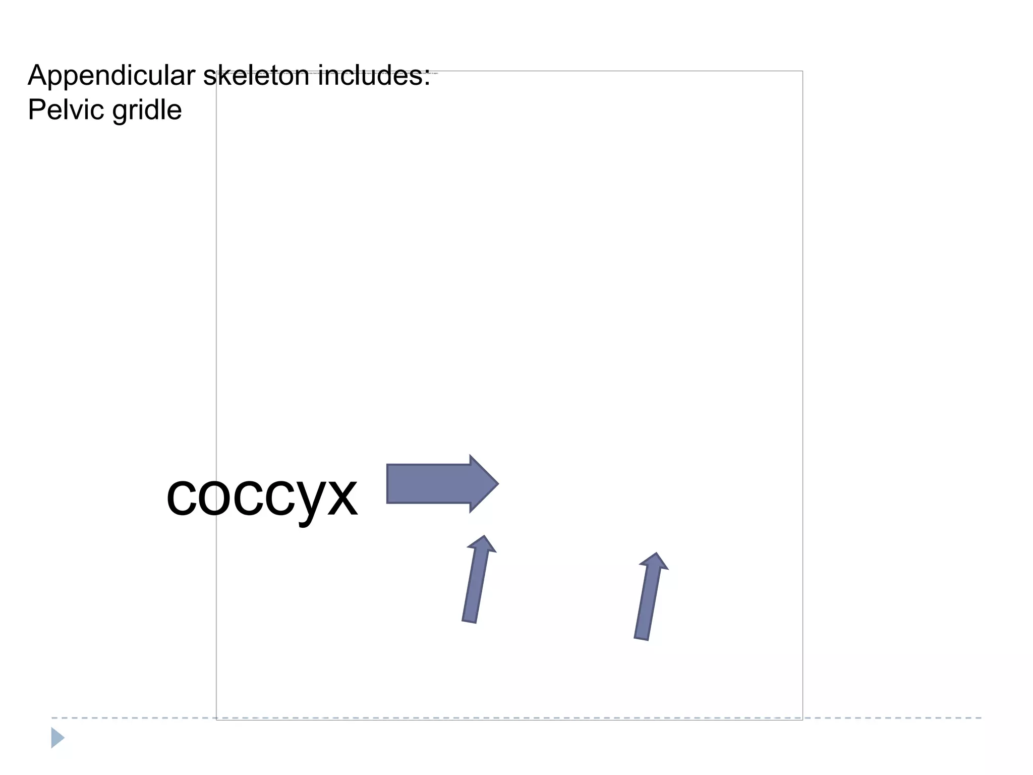 Appendicular skeleton includes:
Pelvic gridle




          coccyx
 