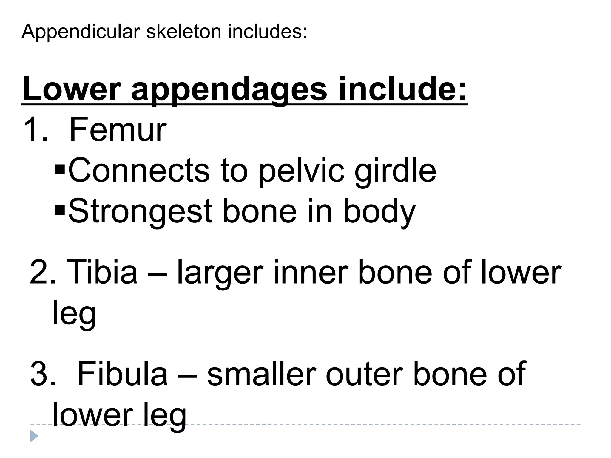 Appendicular skeleton includes:


Lower appendages include:
1. Femur
  Connects to pelvic girdle
  Strongest bone in body
2. Tibia – larger inner bone of lower
 leg
3. Fibula – smaller outer bone of
 lower leg
 