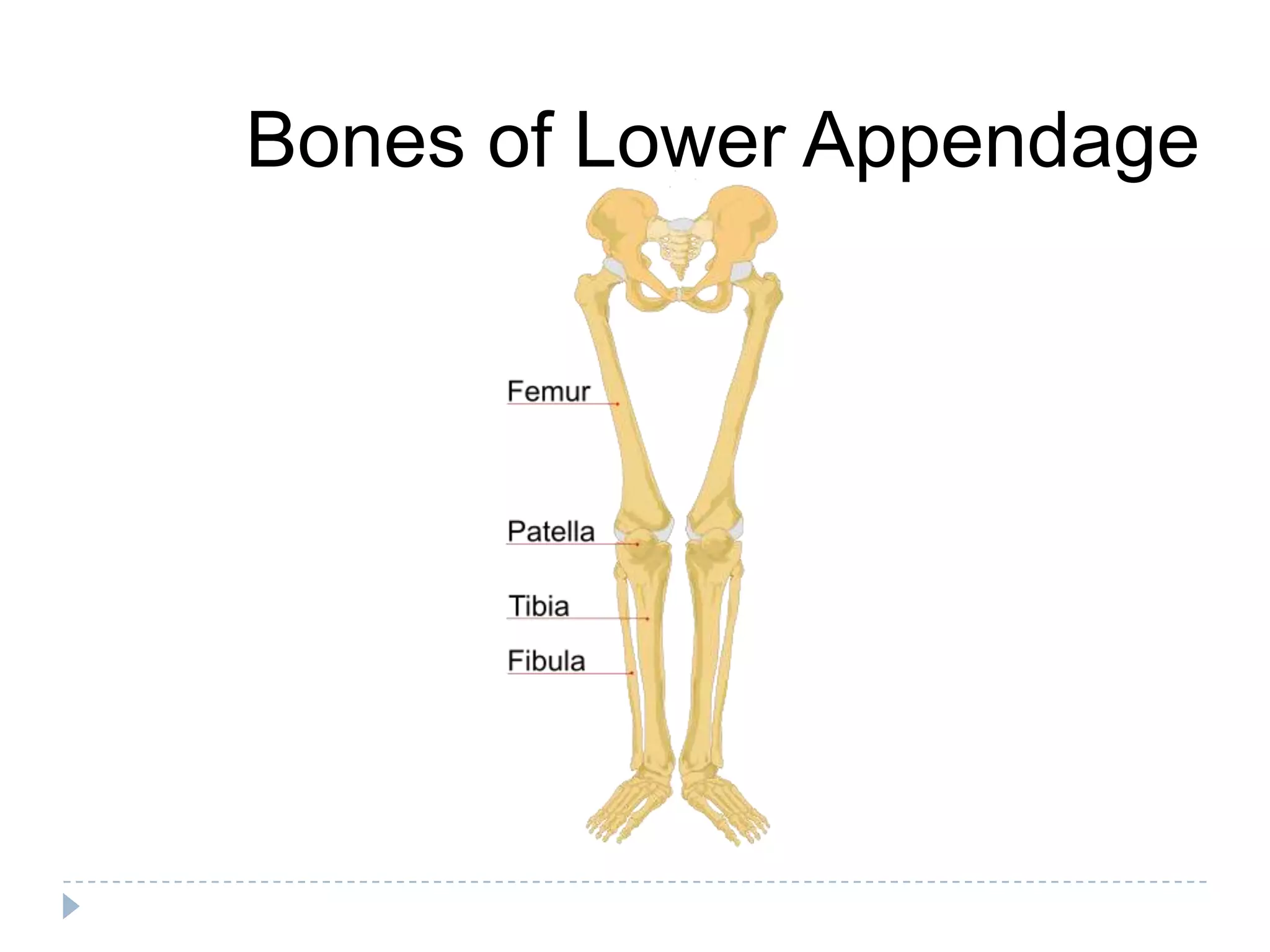 Bones of Lower Appendage
 