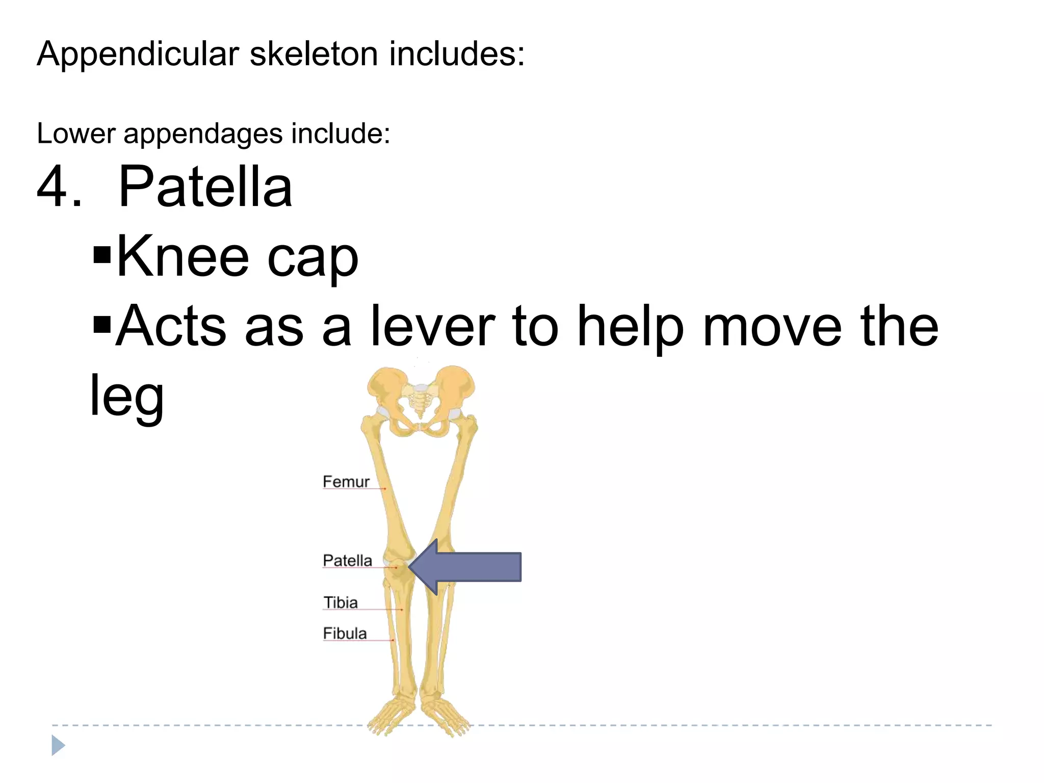 Appendicular skeleton includes:

Lower appendages include:

4. Patella
  Knee cap
  Acts as a lever to help move the
  leg
 