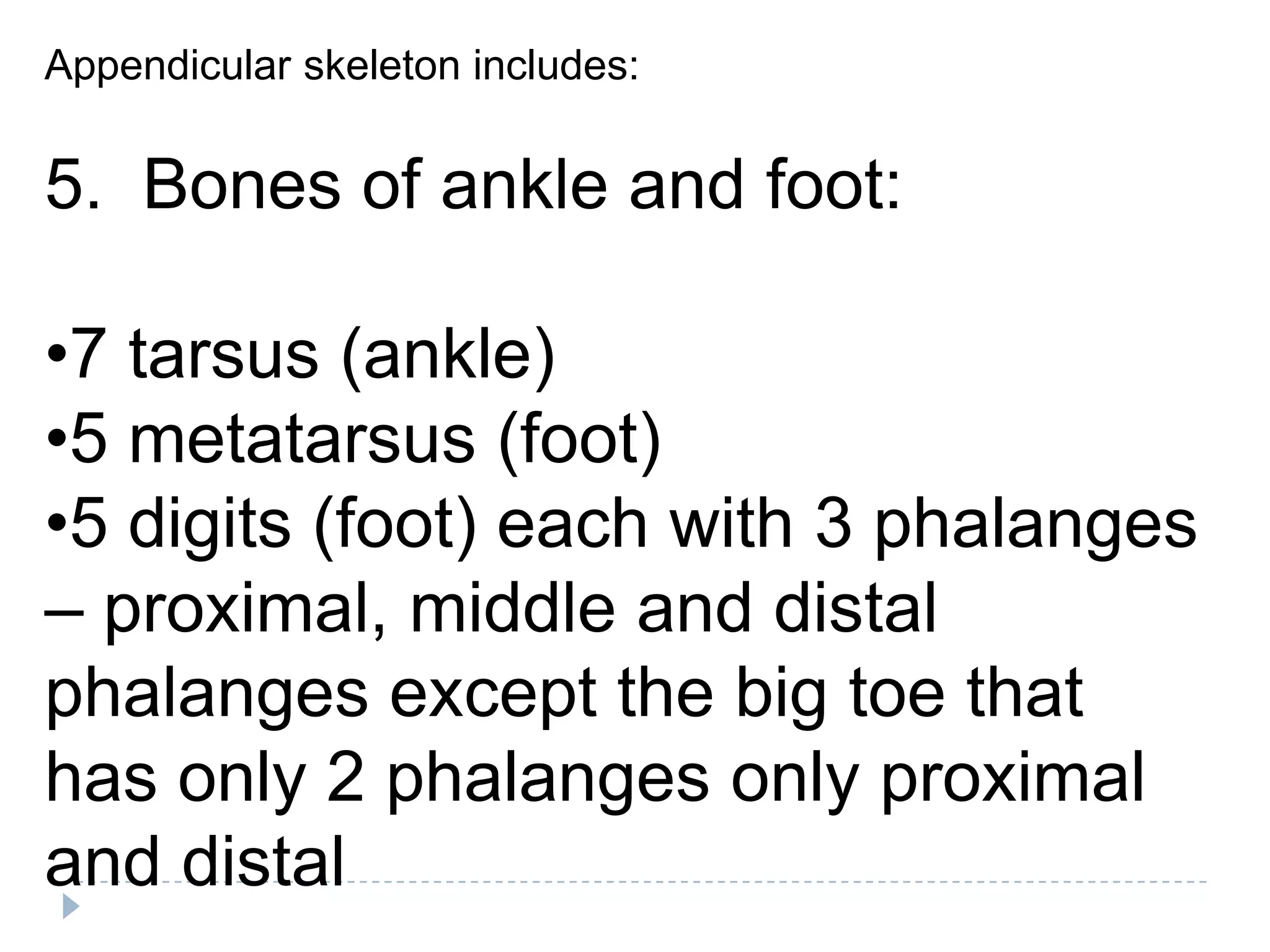 Appendicular skeleton includes:


5. Bones of ankle and foot:

•7 tarsus (ankle)
•5 metatarsus (foot)
•5 digits (foot) each with 3 phalanges
– proximal, middle and distal
phalanges except the big toe that
has only 2 phalanges only proximal
and distal
 