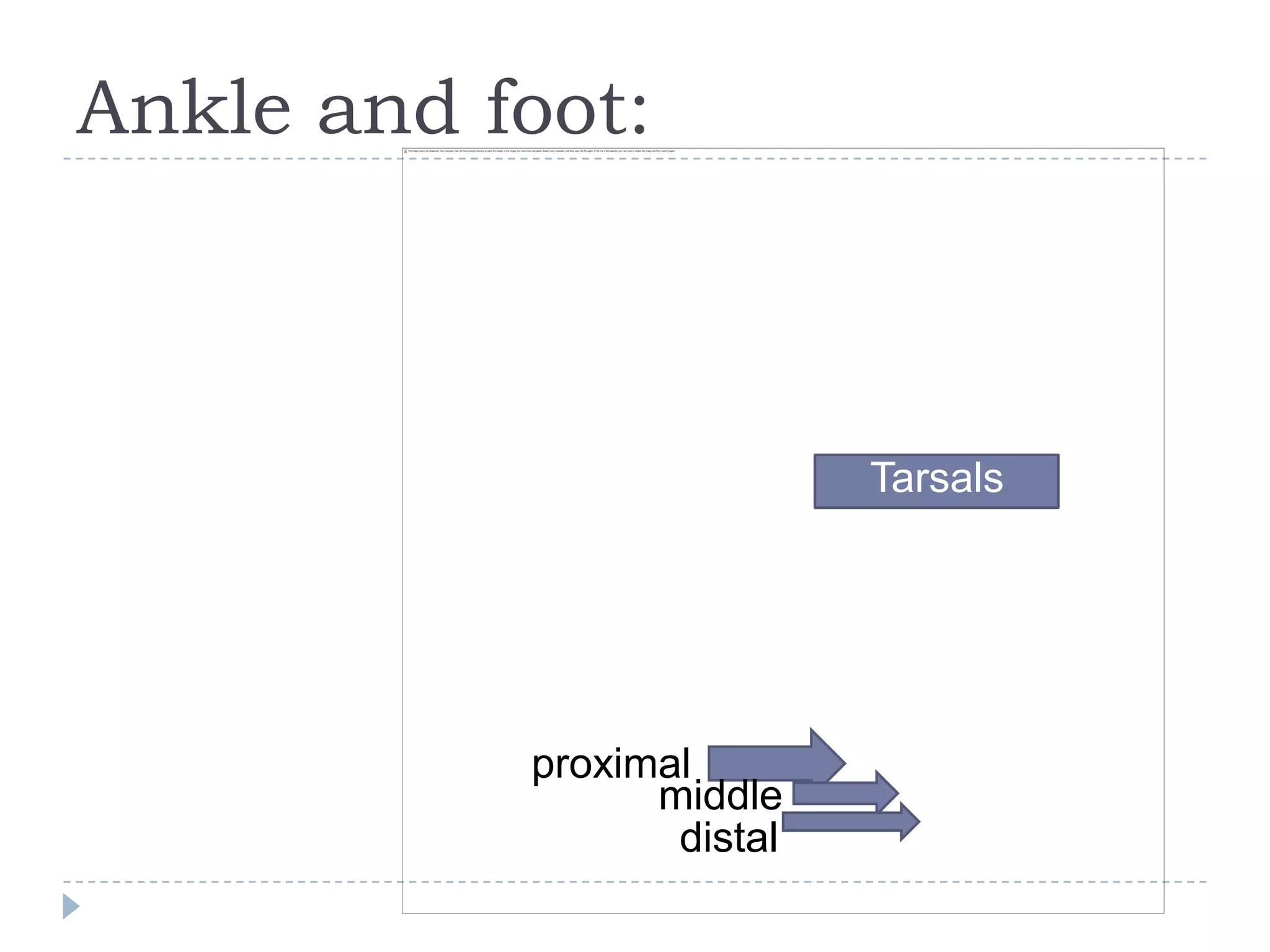 Ankle and foot:



                           Tarsus
                            Tarsals




           proximal
                 middle
                  distal
 