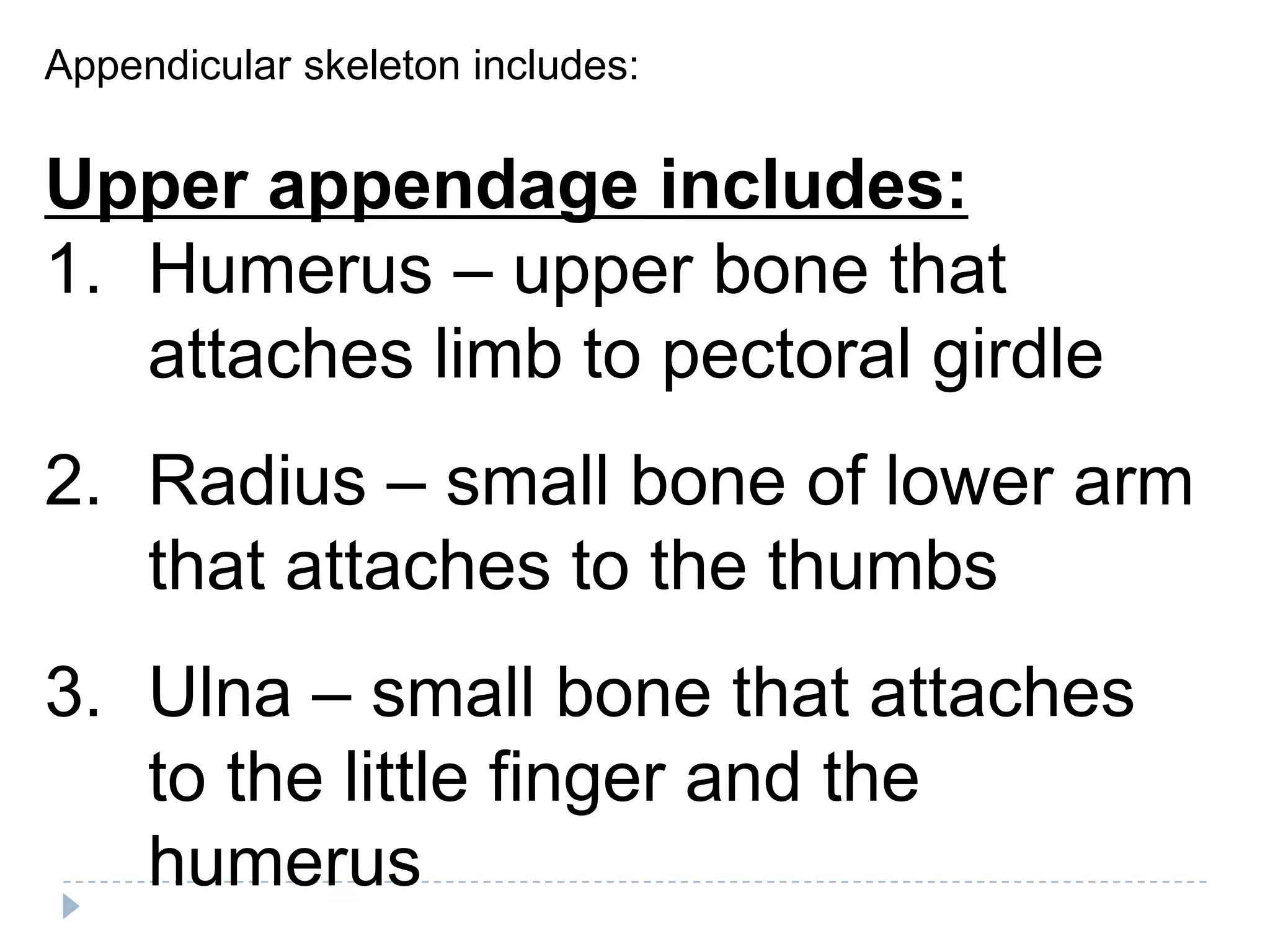 Appendicular skeleton includes:


Upper appendage includes:
1. Humerus – upper bone that
   attaches limb to pectoral girdle
2. Radius – small bone of lower arm
   that attaches to the thumbs
3. Ulna – small bone that attaches
   to the little finger and the
   humerus
 