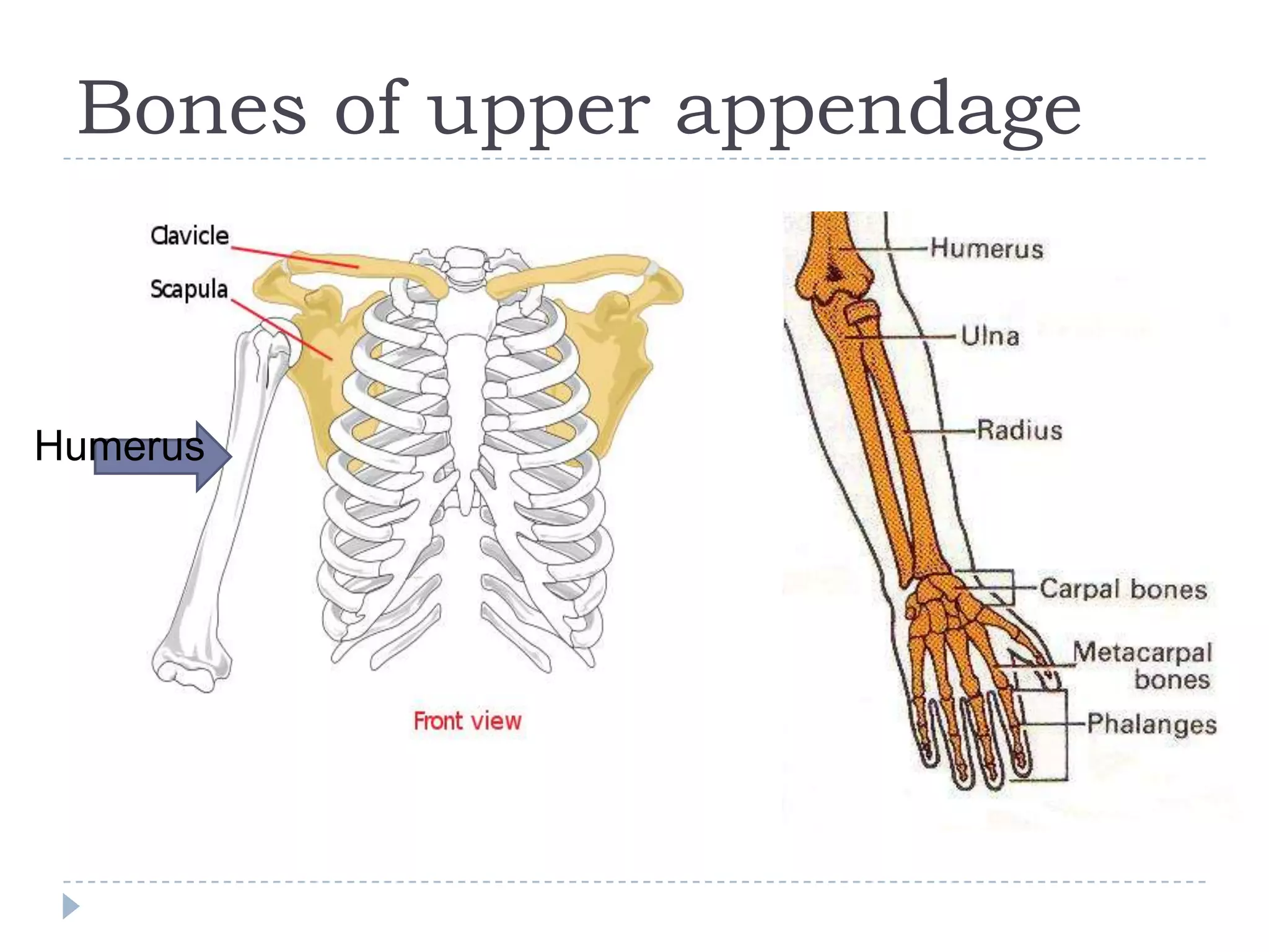 Bones of upper appendage



Humerus
 