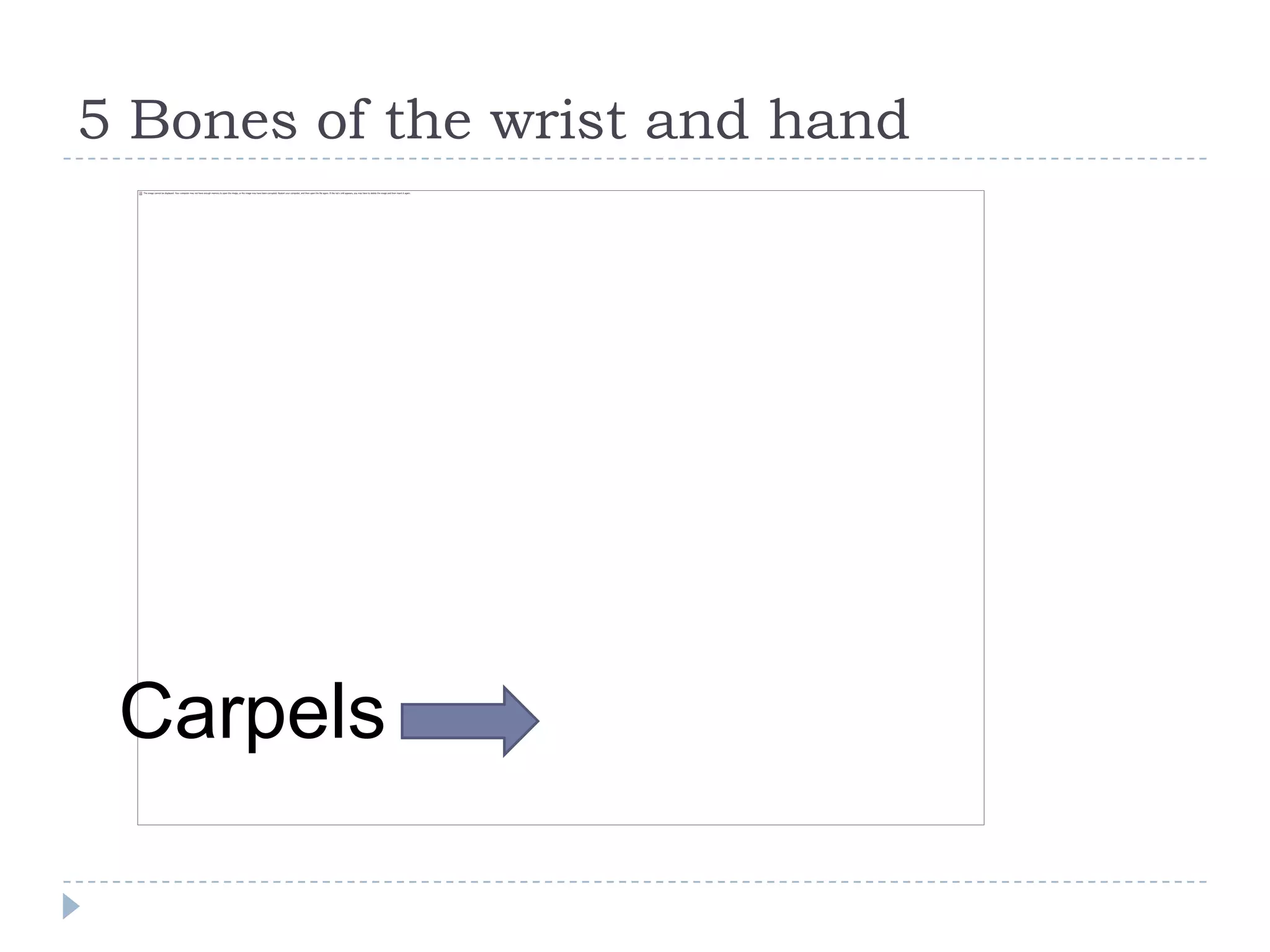5 Bones of the wrist and hand




 Carpels
 
