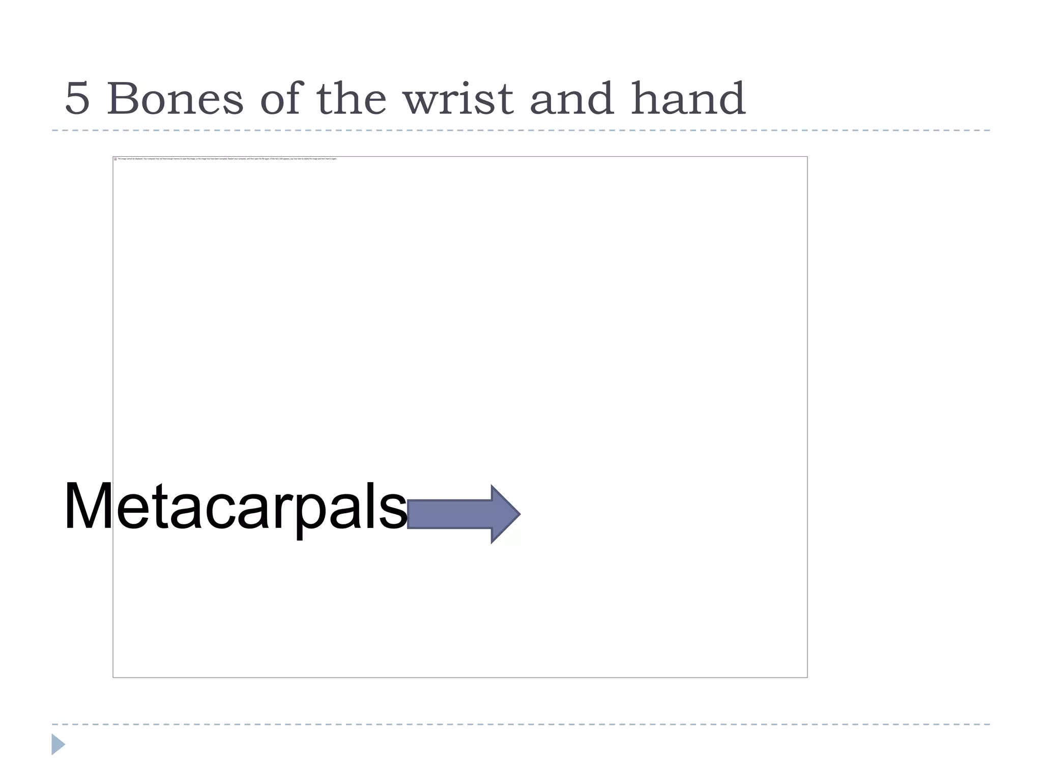 5 Bones of the wrist and hand




Metacarpals
 