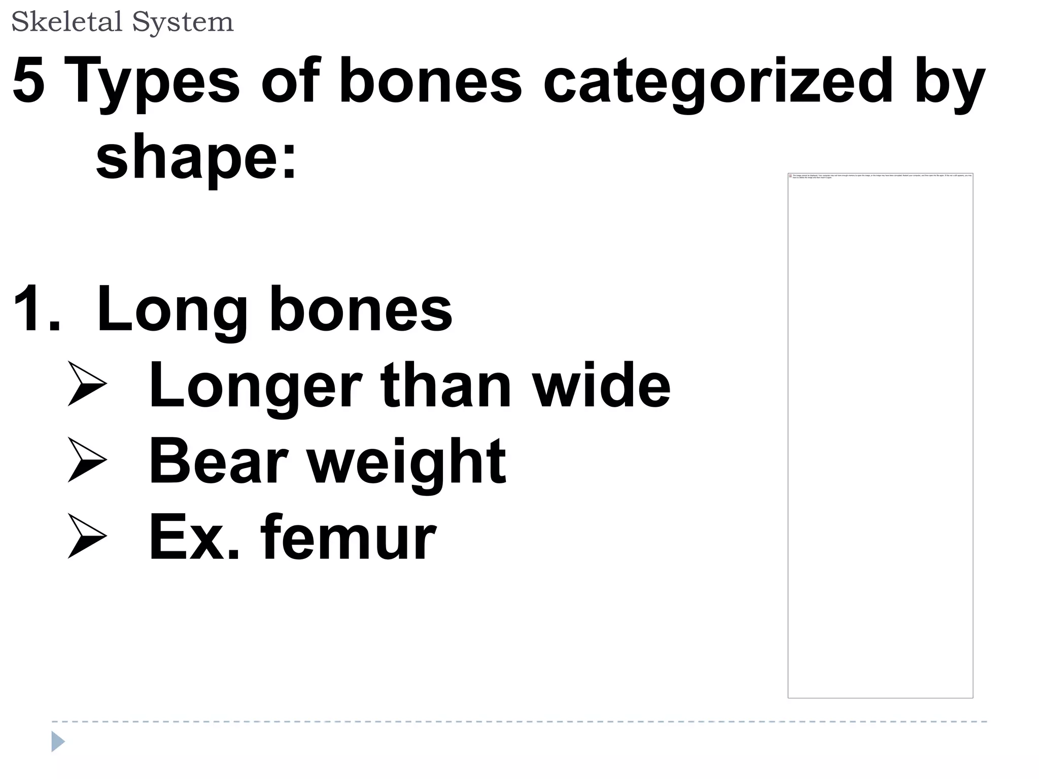 Skeletal System

5 Types of bones categorized by
   shape:

1. Long bones
   Longer than wide
   Bear weight
   Ex. femur
 