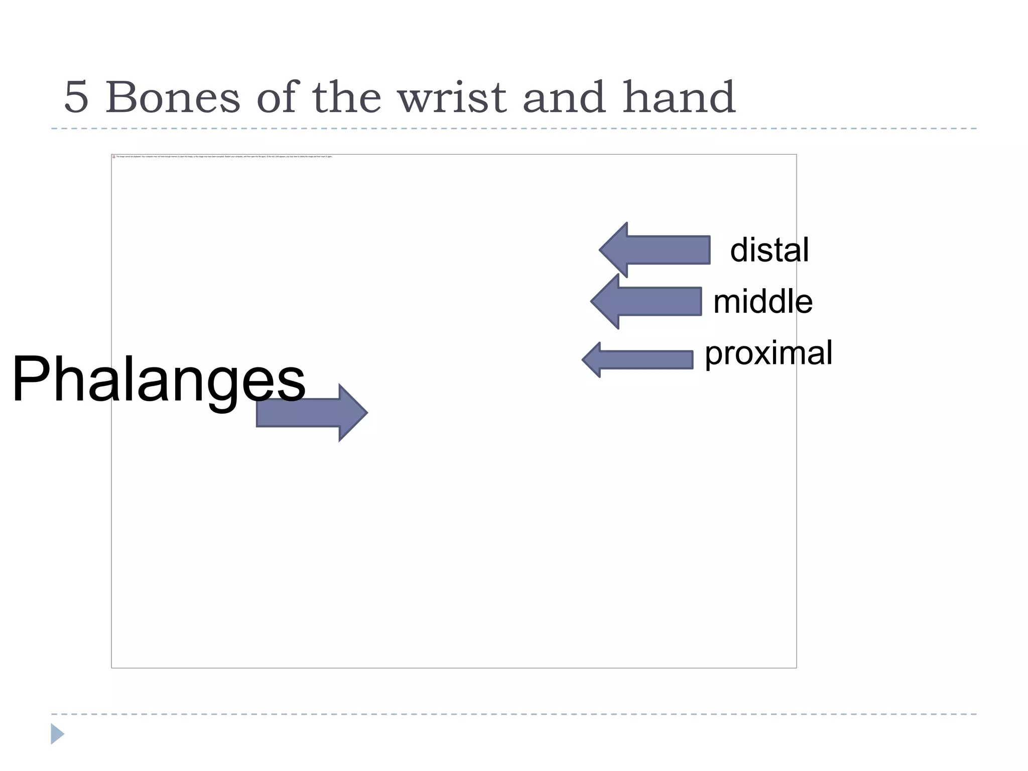 5 Bones of the wrist and hand


                              distal
                            middle
                            proximal
Phalanges
 