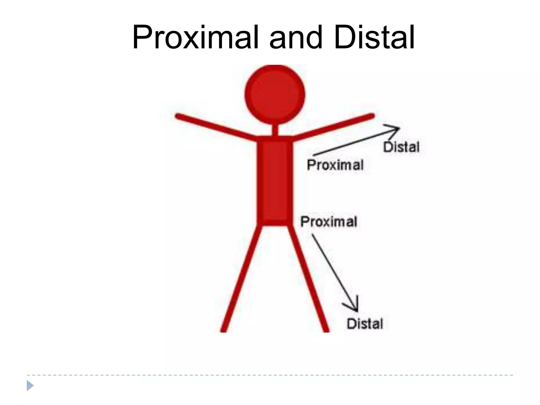 Proximal and Distal
 