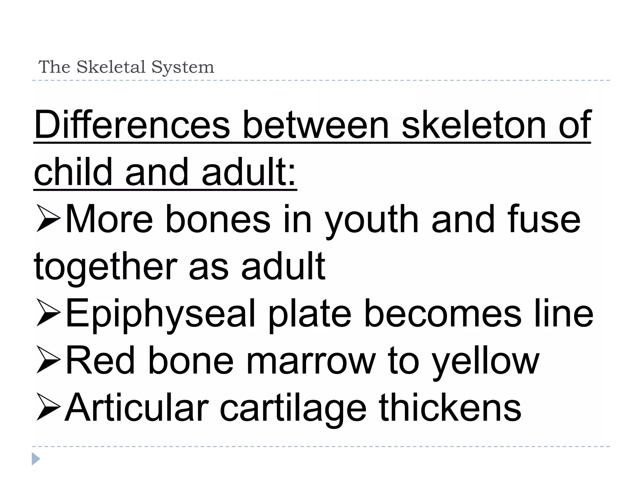 The Skeletal System


Differences between skeleton of
child and adult:
More bones in youth and fuse
together as adult
Epiphyseal plate becomes line
Red bone marrow to yellow
Articular cartilage thickens
 