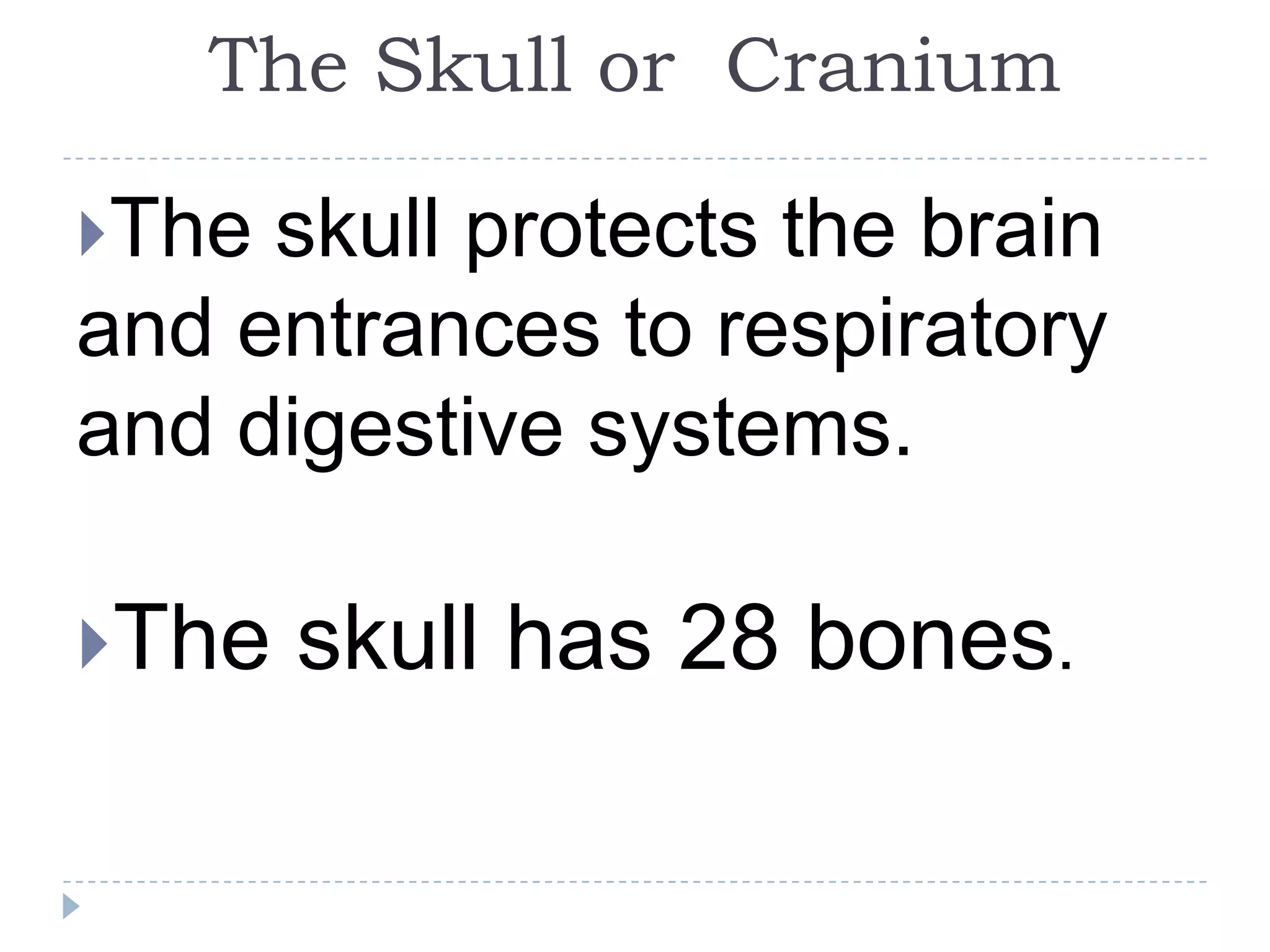 The Skull or Cranium

The skull protects the brain
and entrances to respiratory
and digestive systems.

The   skull has 28 bones.
 