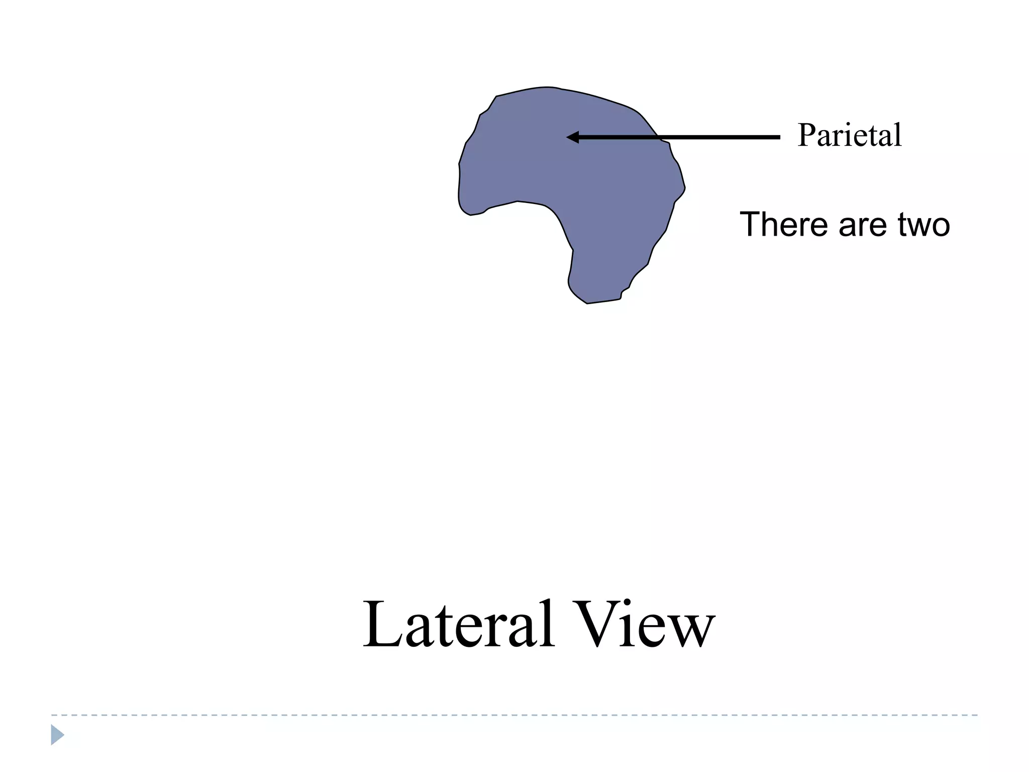 Parietal

               There are two




Lateral View
 