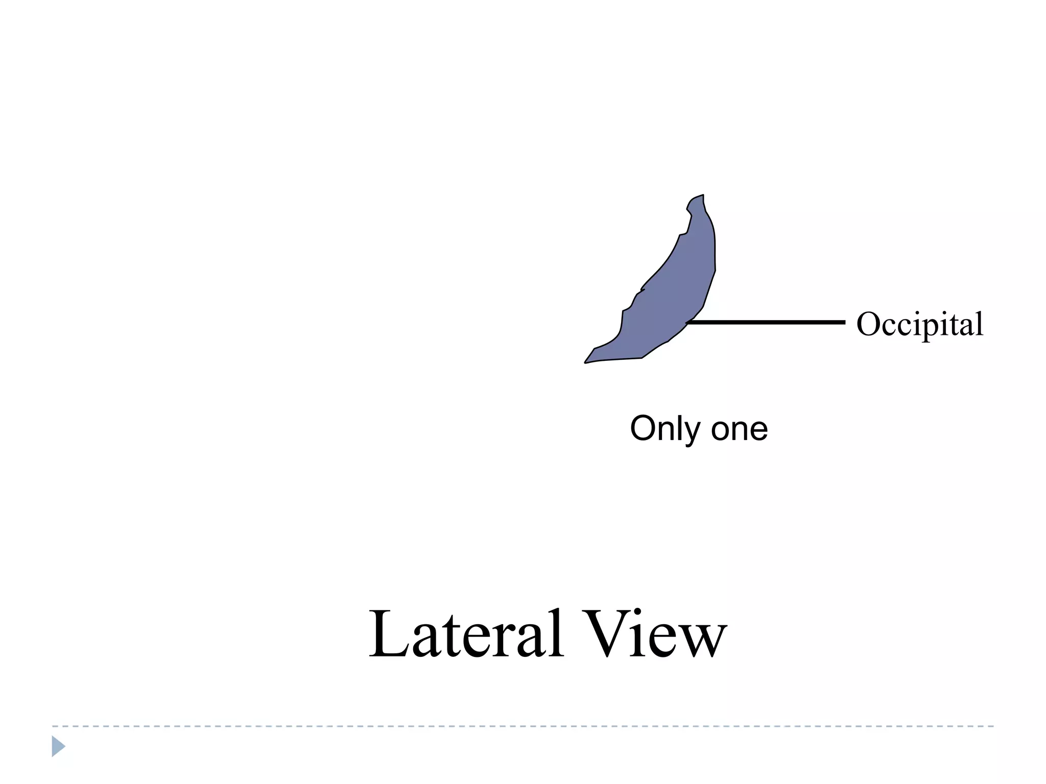 Occipital


        Only one




Lateral View
 
