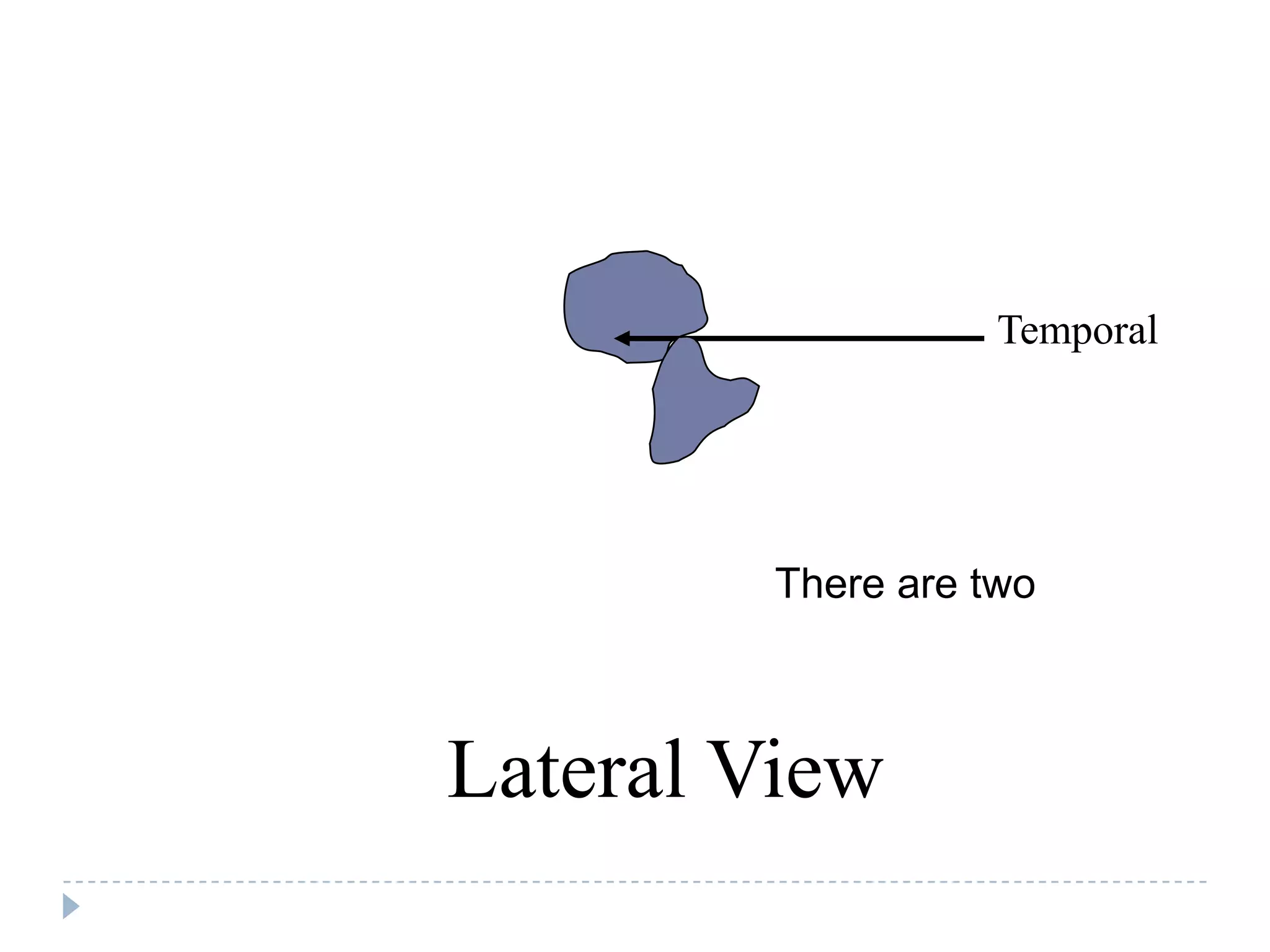 Temporal




         There are two



Lateral View
 