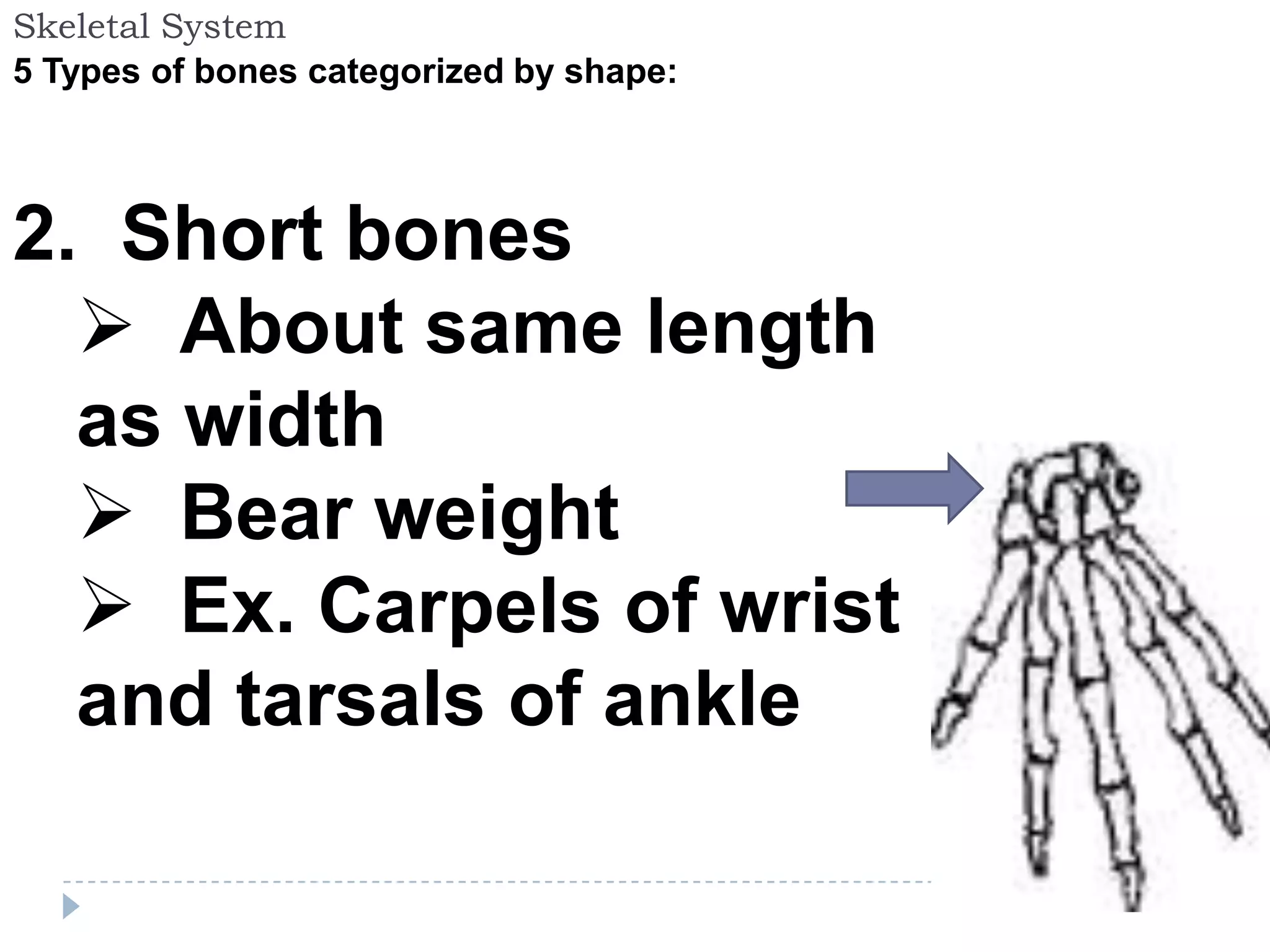 Skeletal System
5 Types of bones categorized by shape:




2. Short bones
   About same length
  as width
   Bear weight
   Ex. Carpels of wrist
  and tarsals of ankle
 