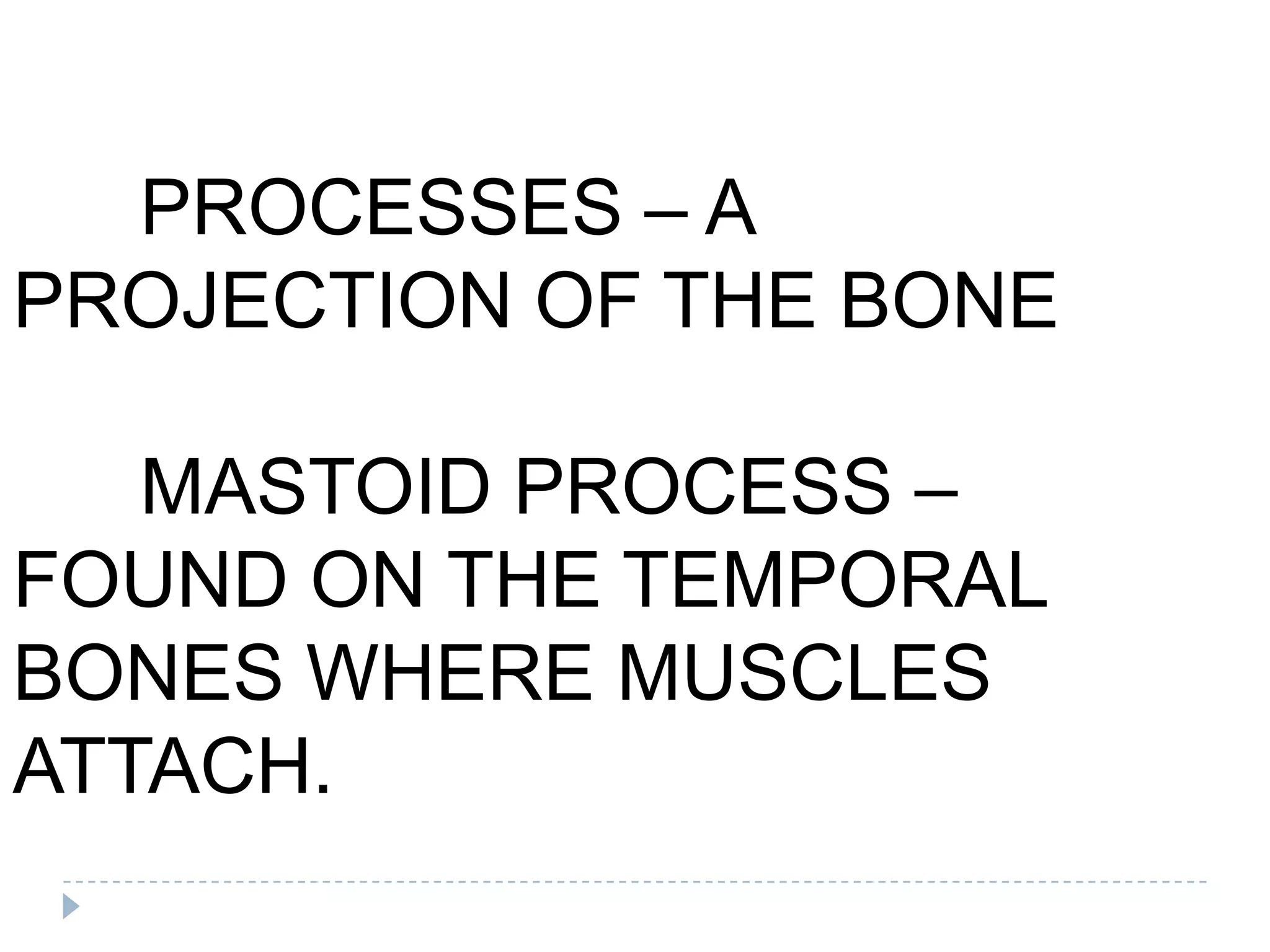 PROCESSES – A
PROJECTION OF THE BONE

   MASTOID PROCESS –
FOUND ON THE TEMPORAL
BONES WHERE MUSCLES
ATTACH.
 