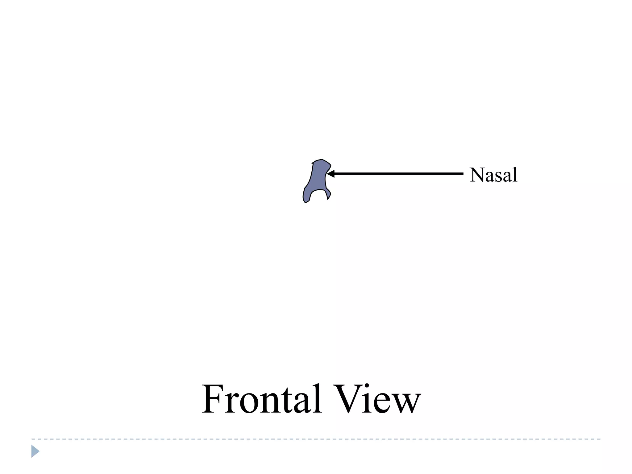 Nasal




Frontal View
 