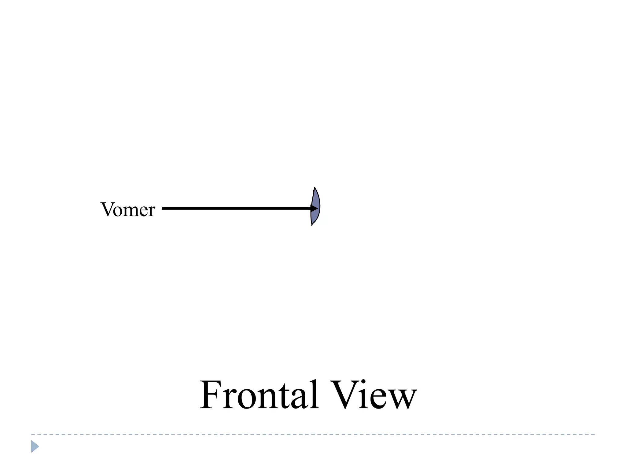Vomer




        Frontal View
 