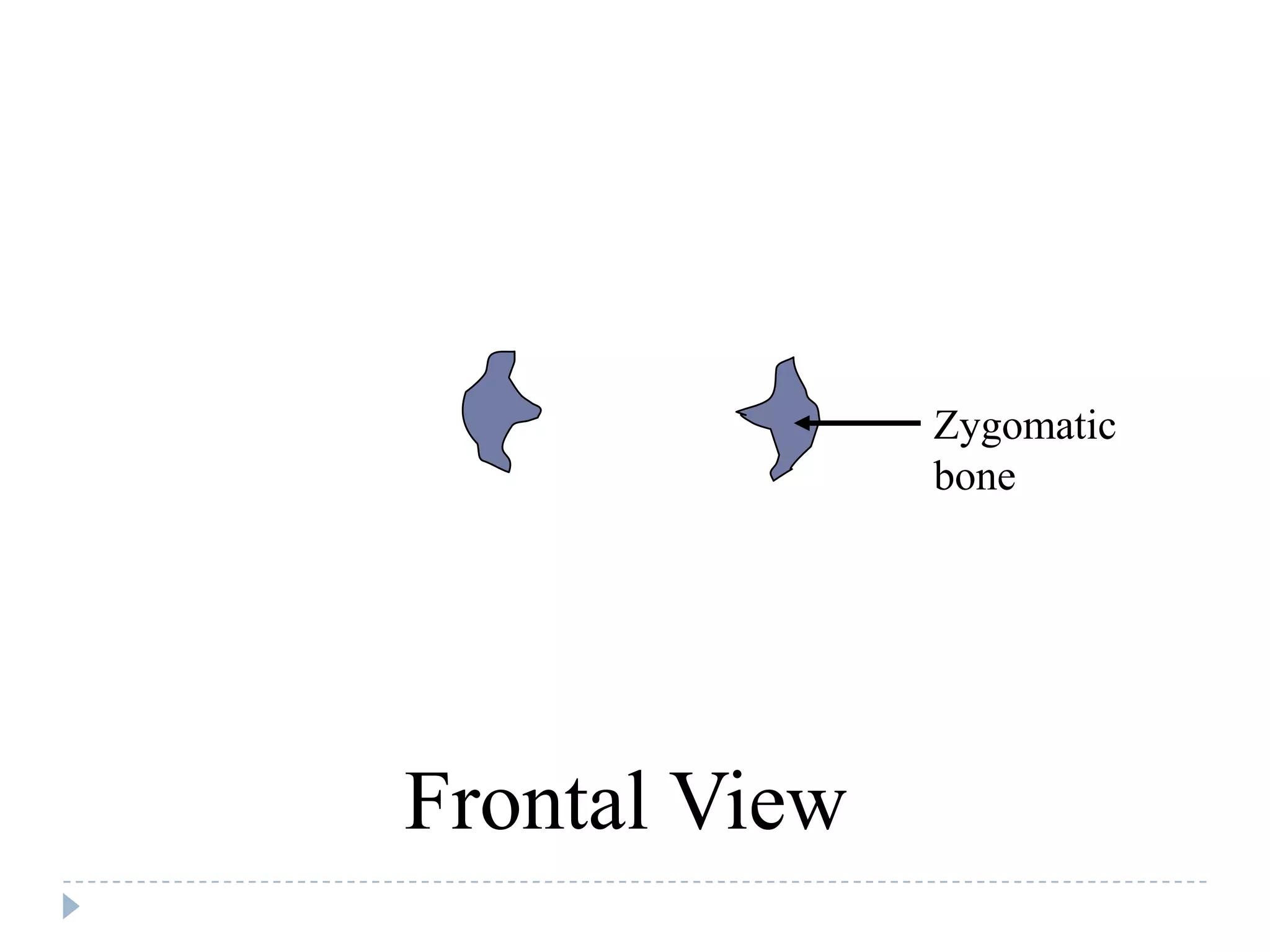 Zygomatic
               bone




Frontal View
 