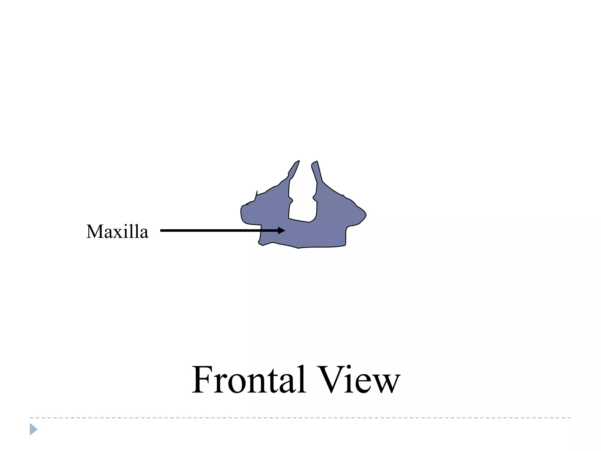 Maxilla




          Frontal View
 
