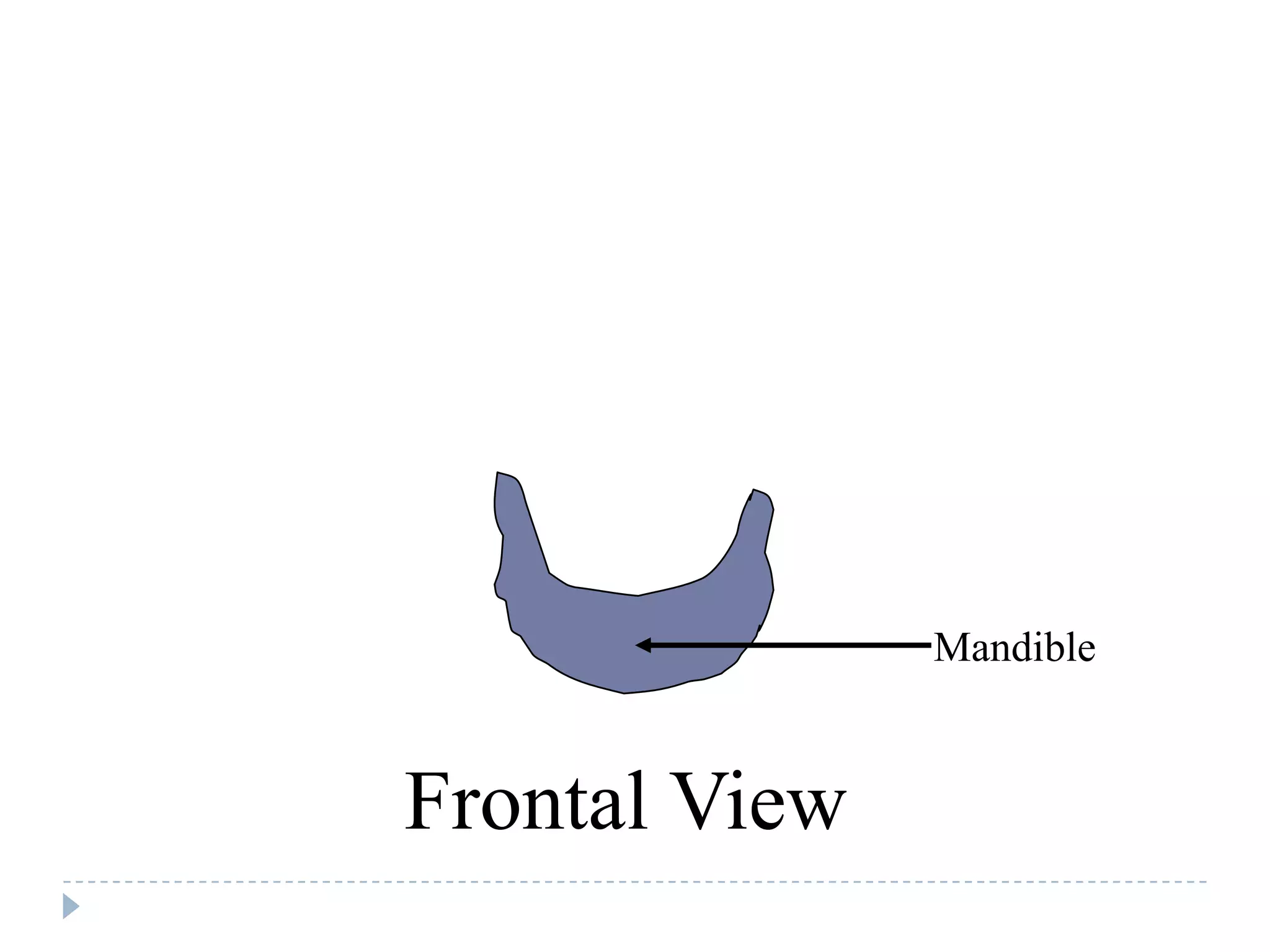Mandible


Frontal View
 