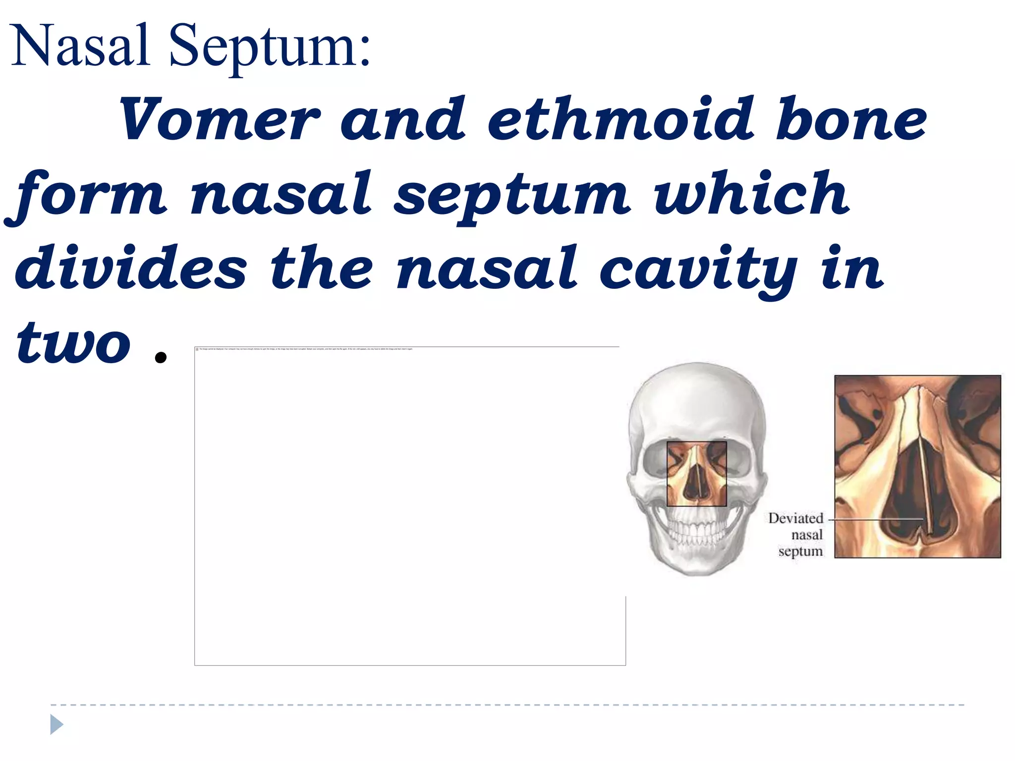 Nasal Septum:
   Vomer and ethmoid bone
form nasal septum which
divides the nasal cavity in
two .
 