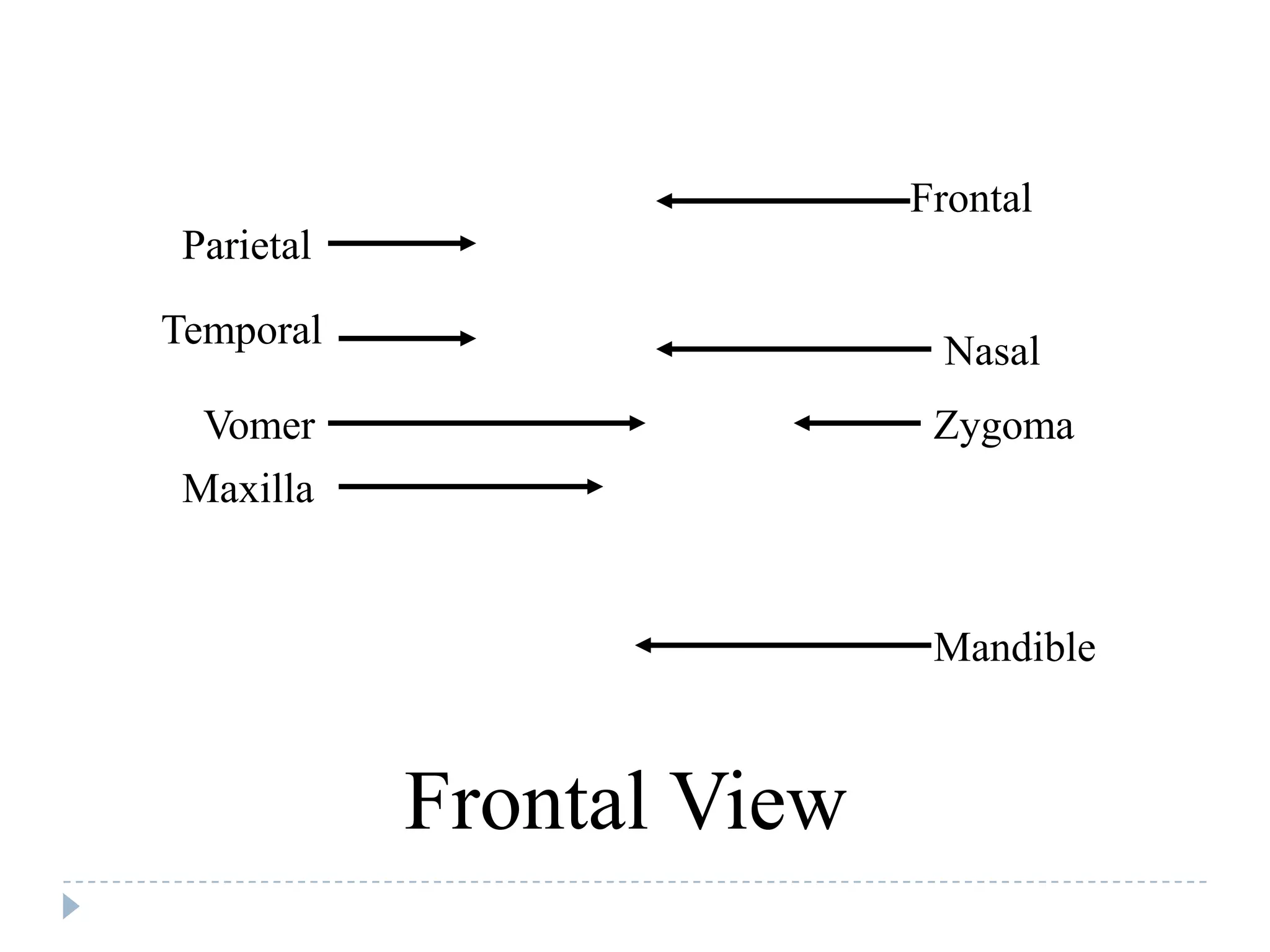 Frontal
 Parietal

Temporal                    Nasal
  Vomer                     Zygoma
 Maxilla


                            Mandible


            Frontal View
 