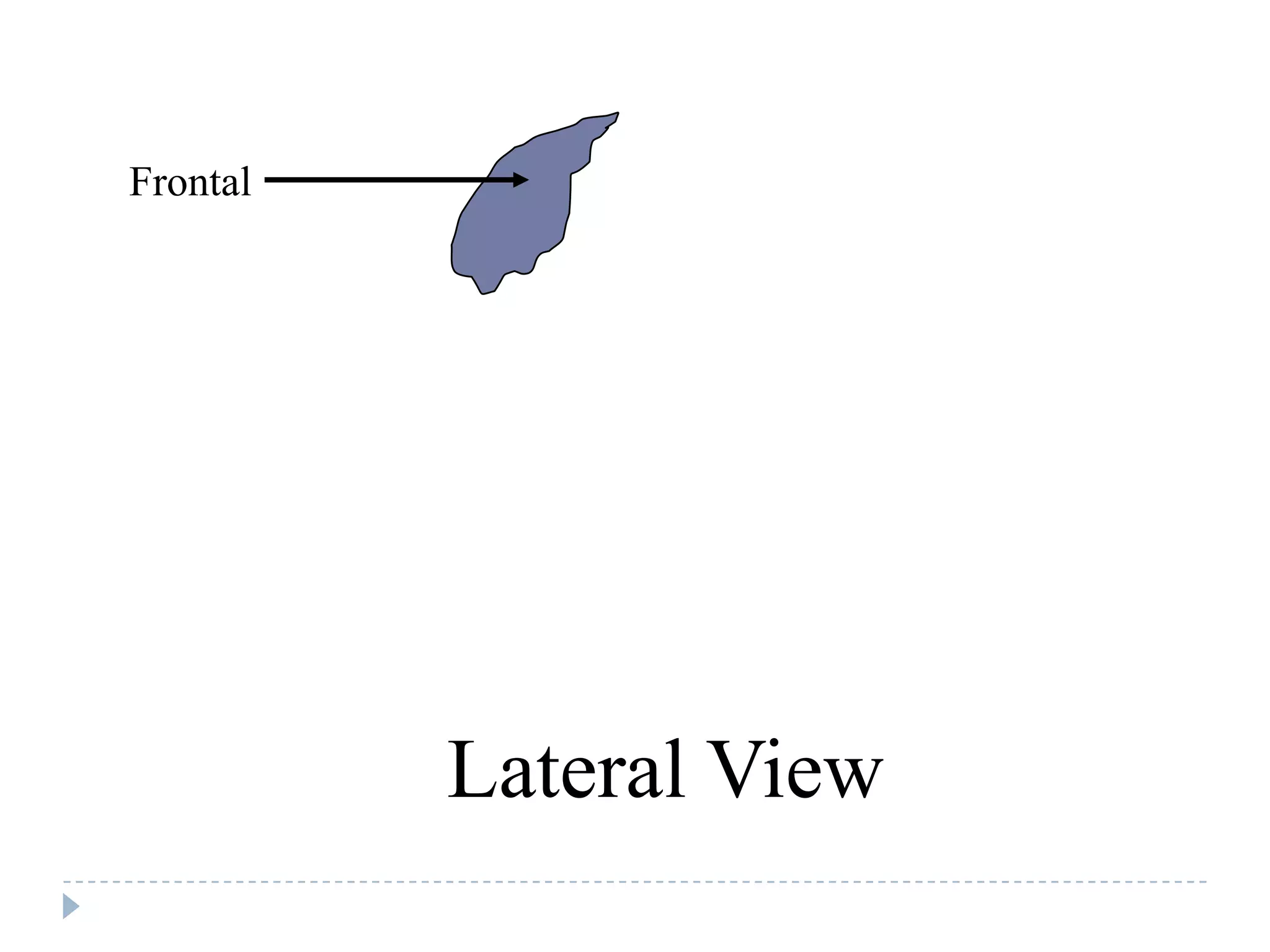 Frontal




          Lateral View
 
