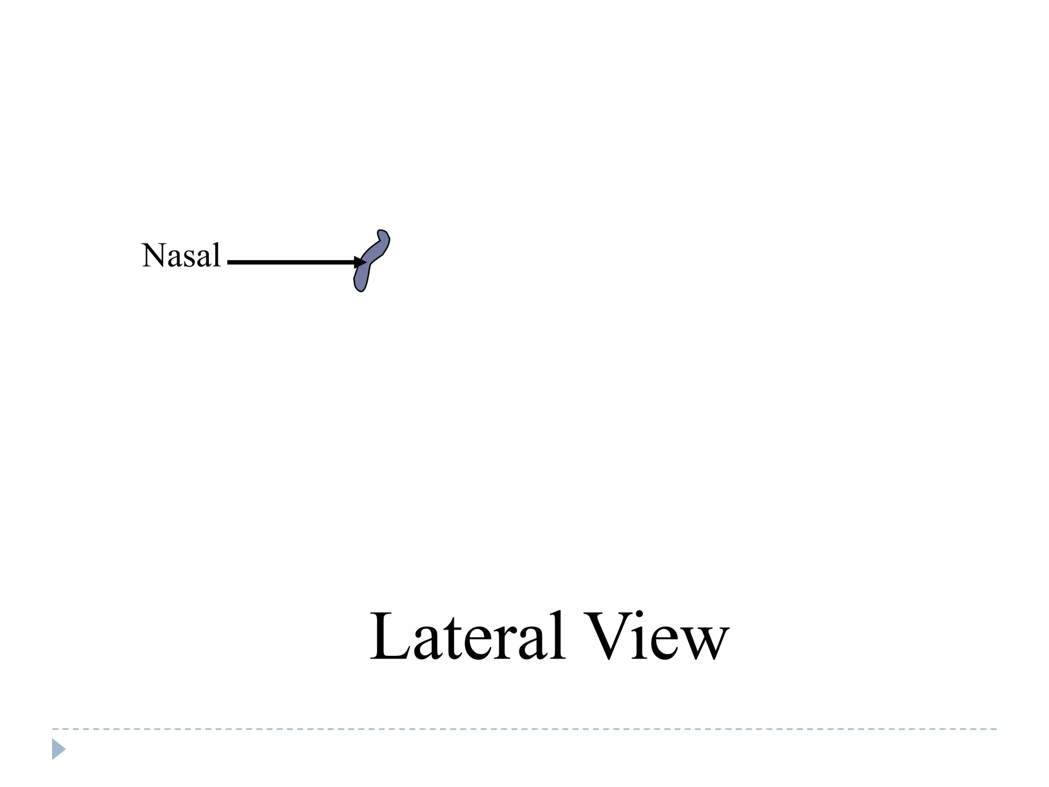 Nasal




        Lateral View
 