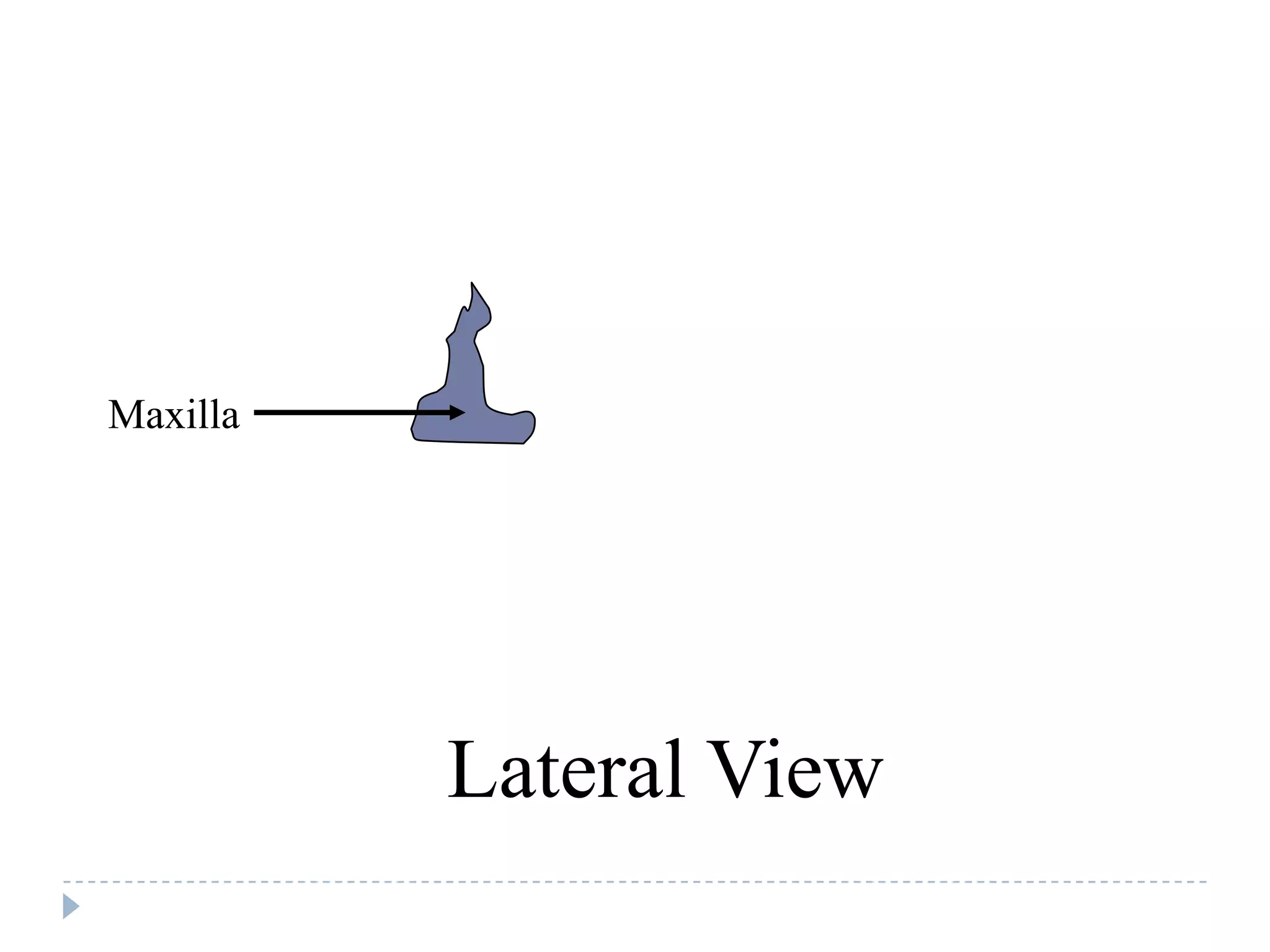 Maxilla




          Lateral View
 